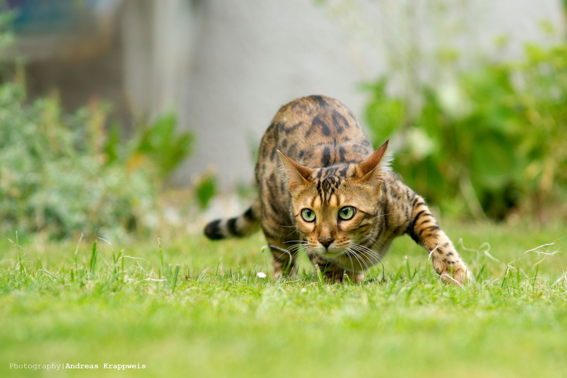 gatto animale gatti natura