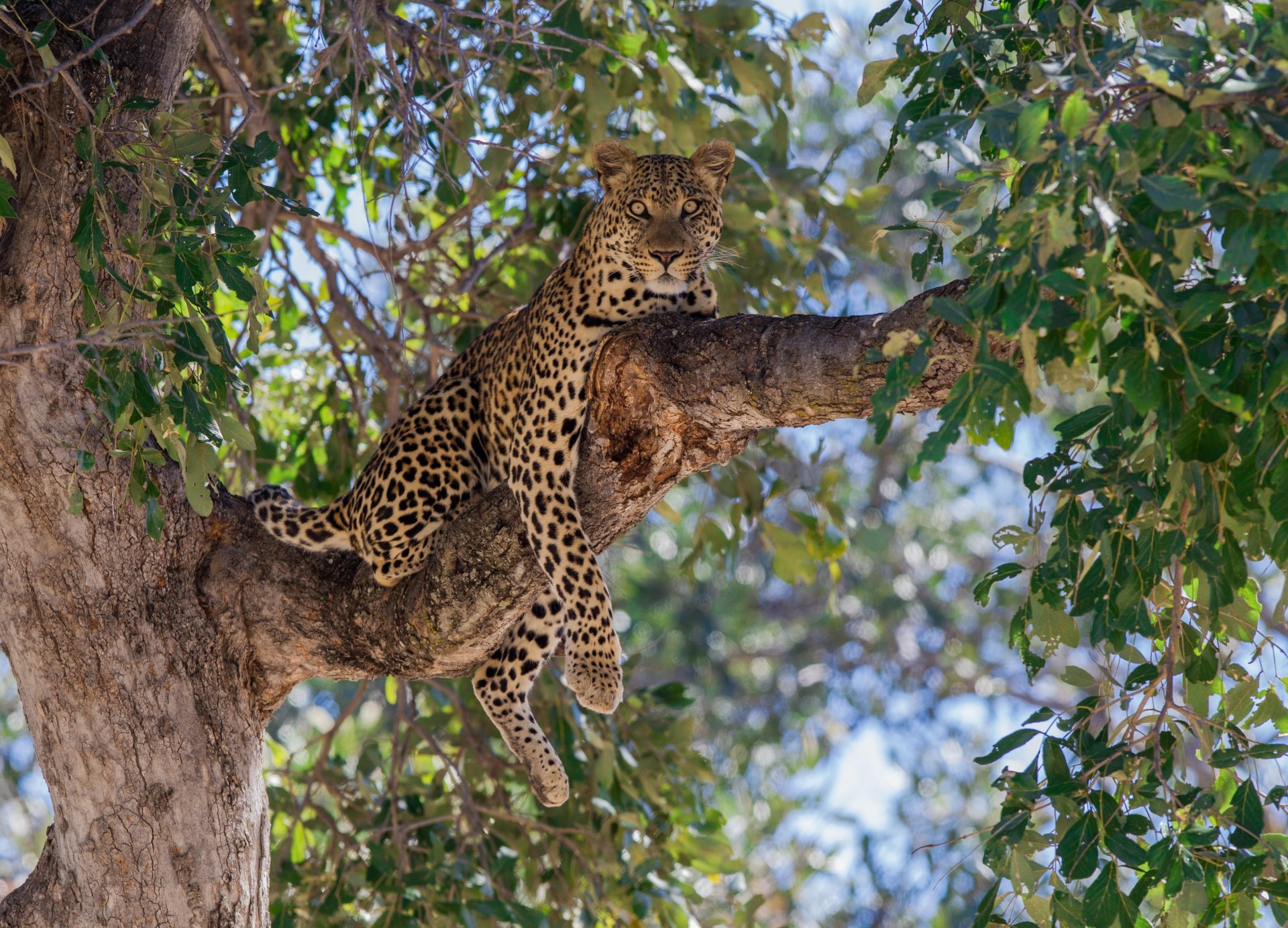 léopard chat sauvage prédateur repos branche arbre feuillage