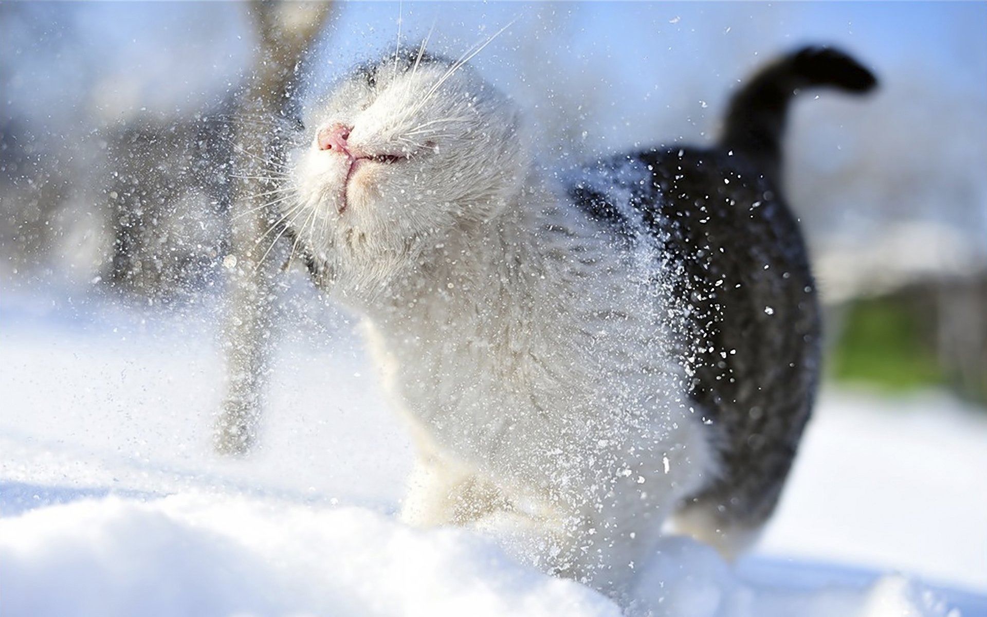 cat kotyara mustache feet tail snow amateur winter chill receives shower snowy blur bokeh