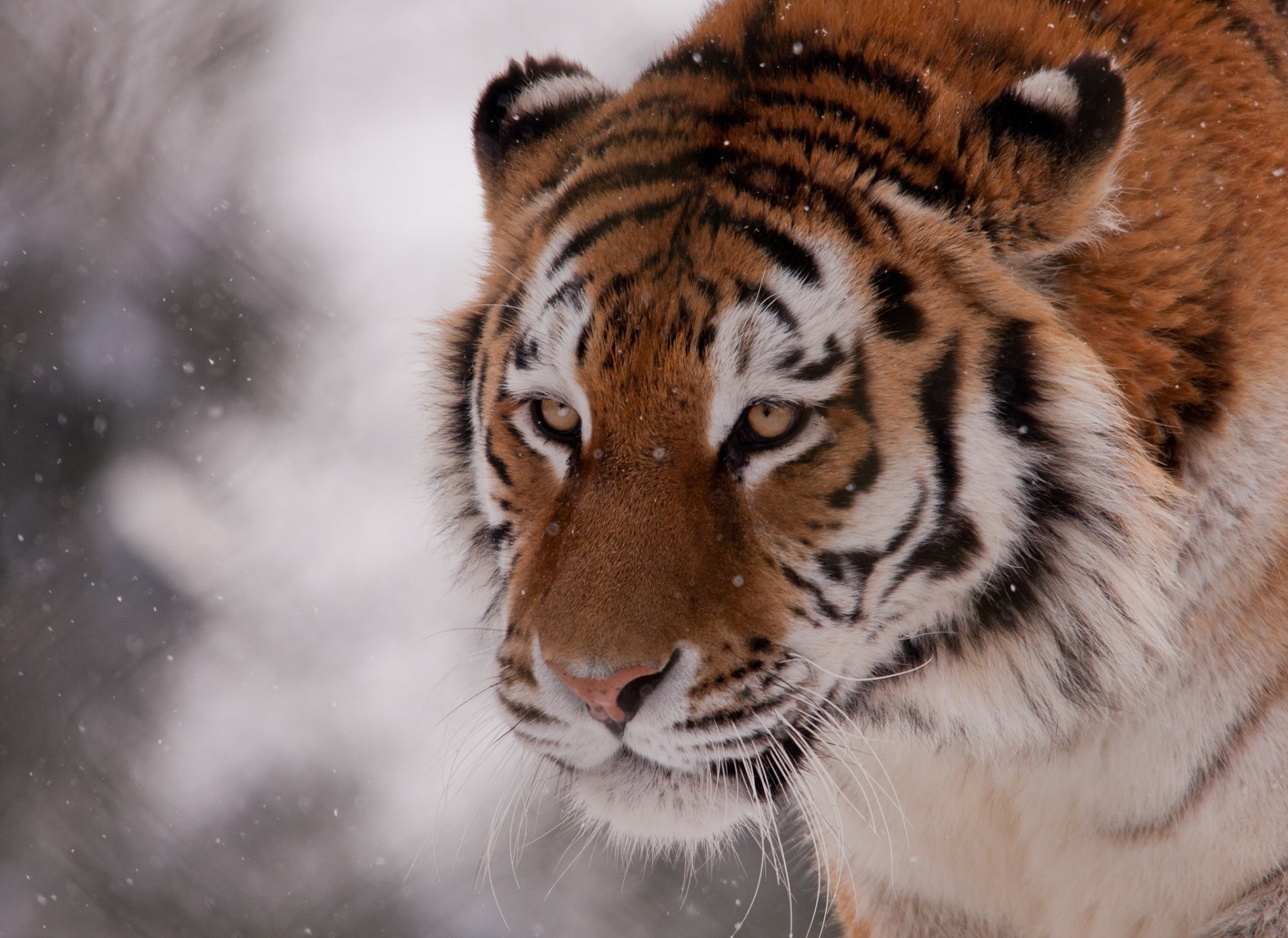 tigre chat sauvage museau neige hiver