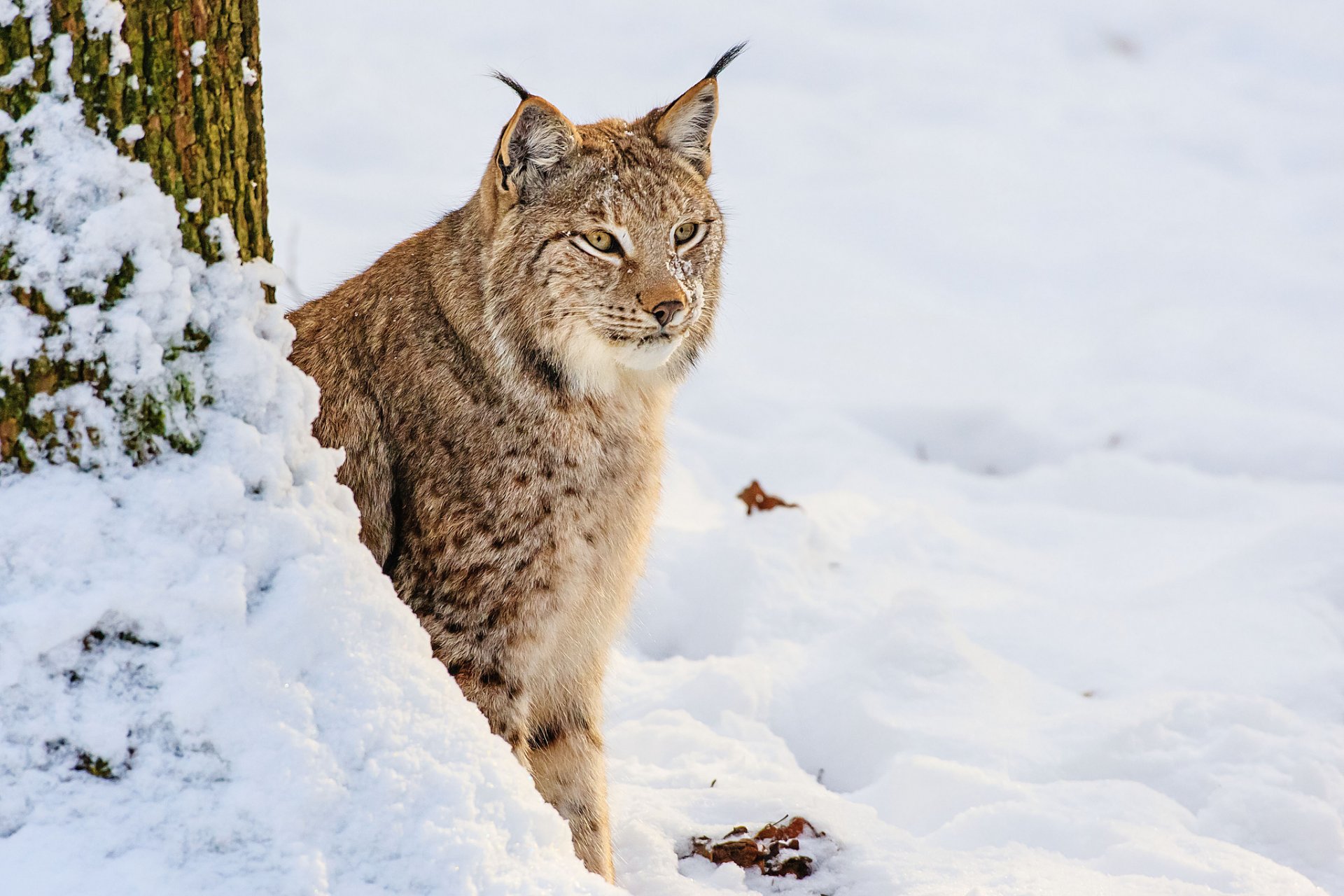 luchs schnee winter