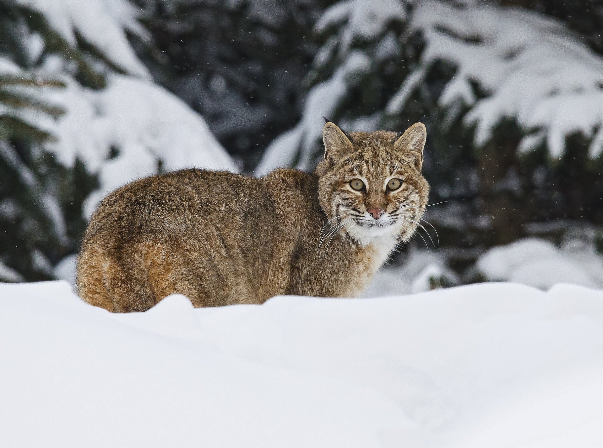 luchs winter schnee