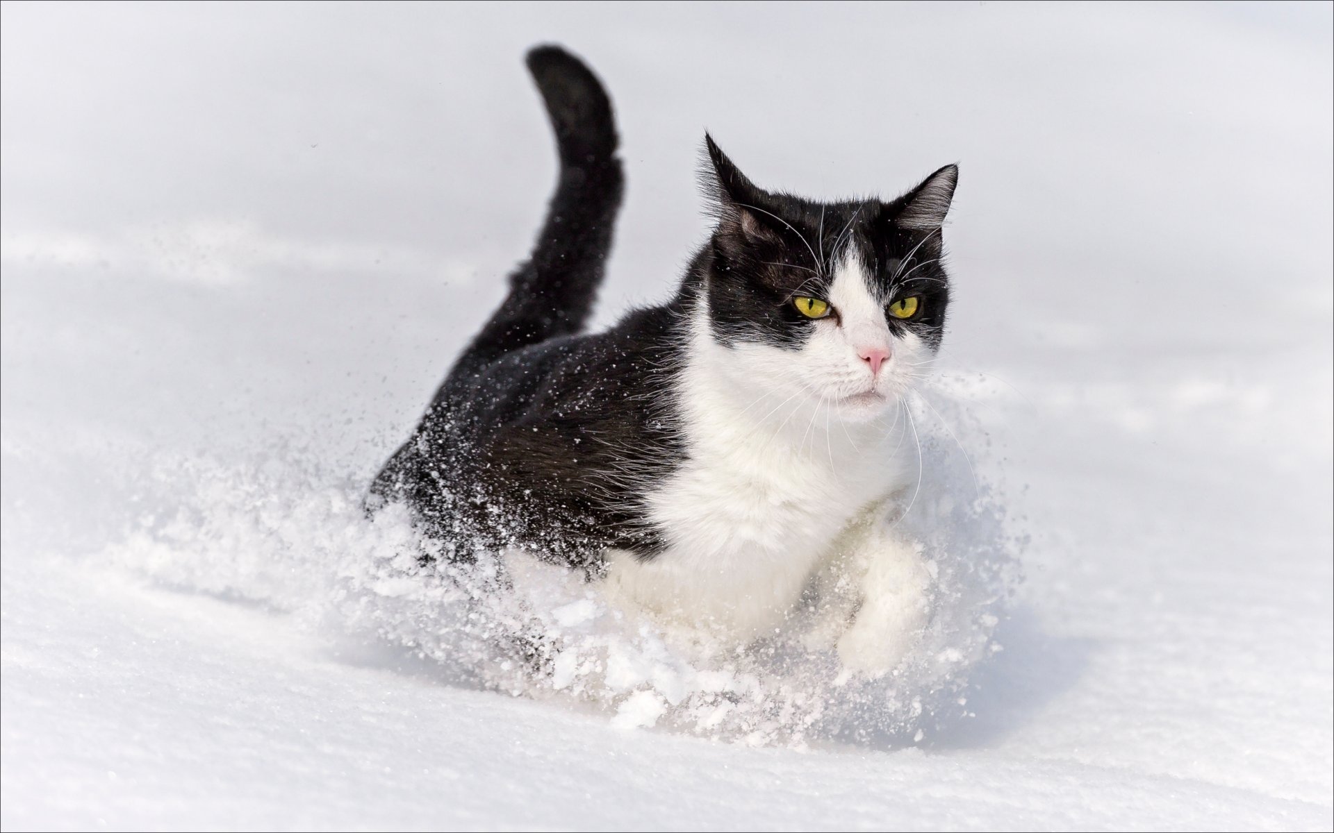 winter tier katze oscar tapete tiere katzen winter