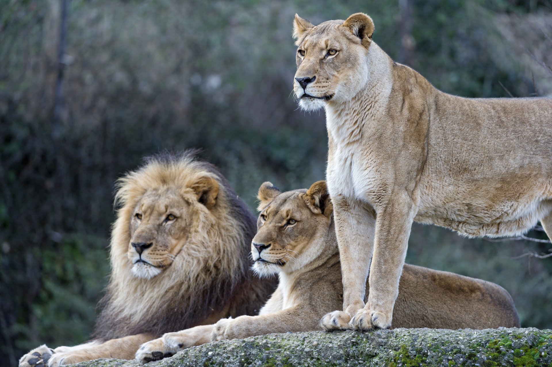 leo lioness lions family cats © tambako the jaguar