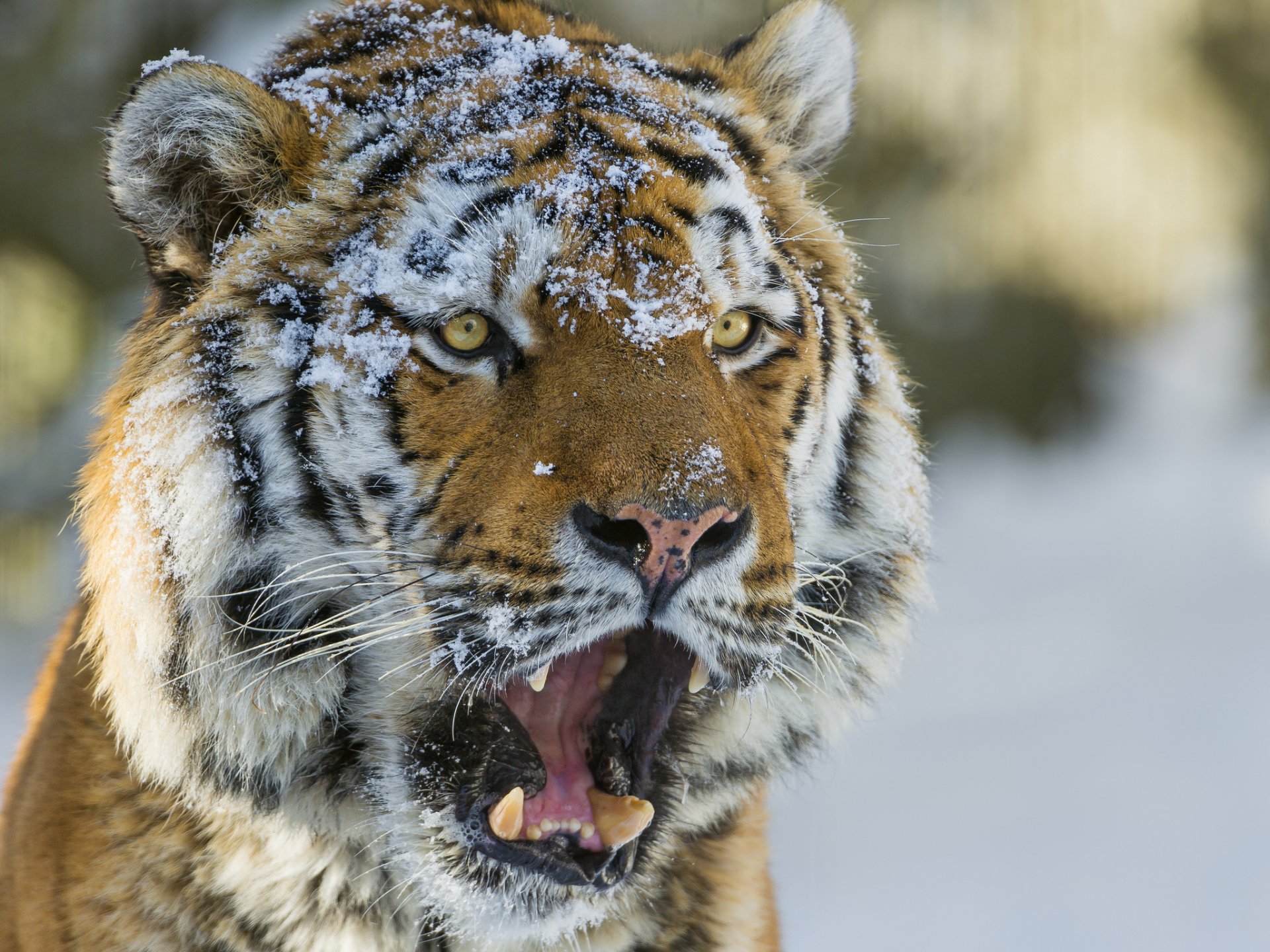 tiger schnauze schnee katze blick amur-tiger ©tambako der jaguar