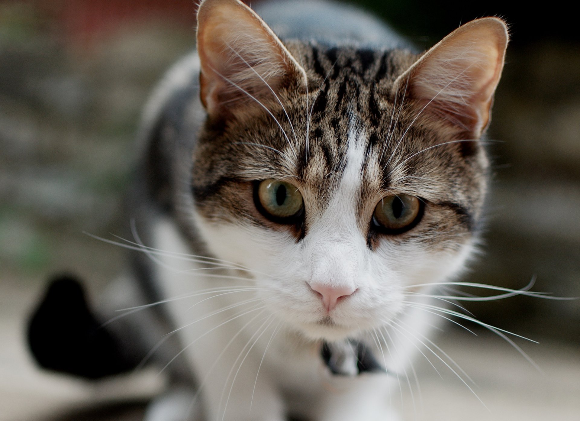 gato gato hocico truco de magia bigote