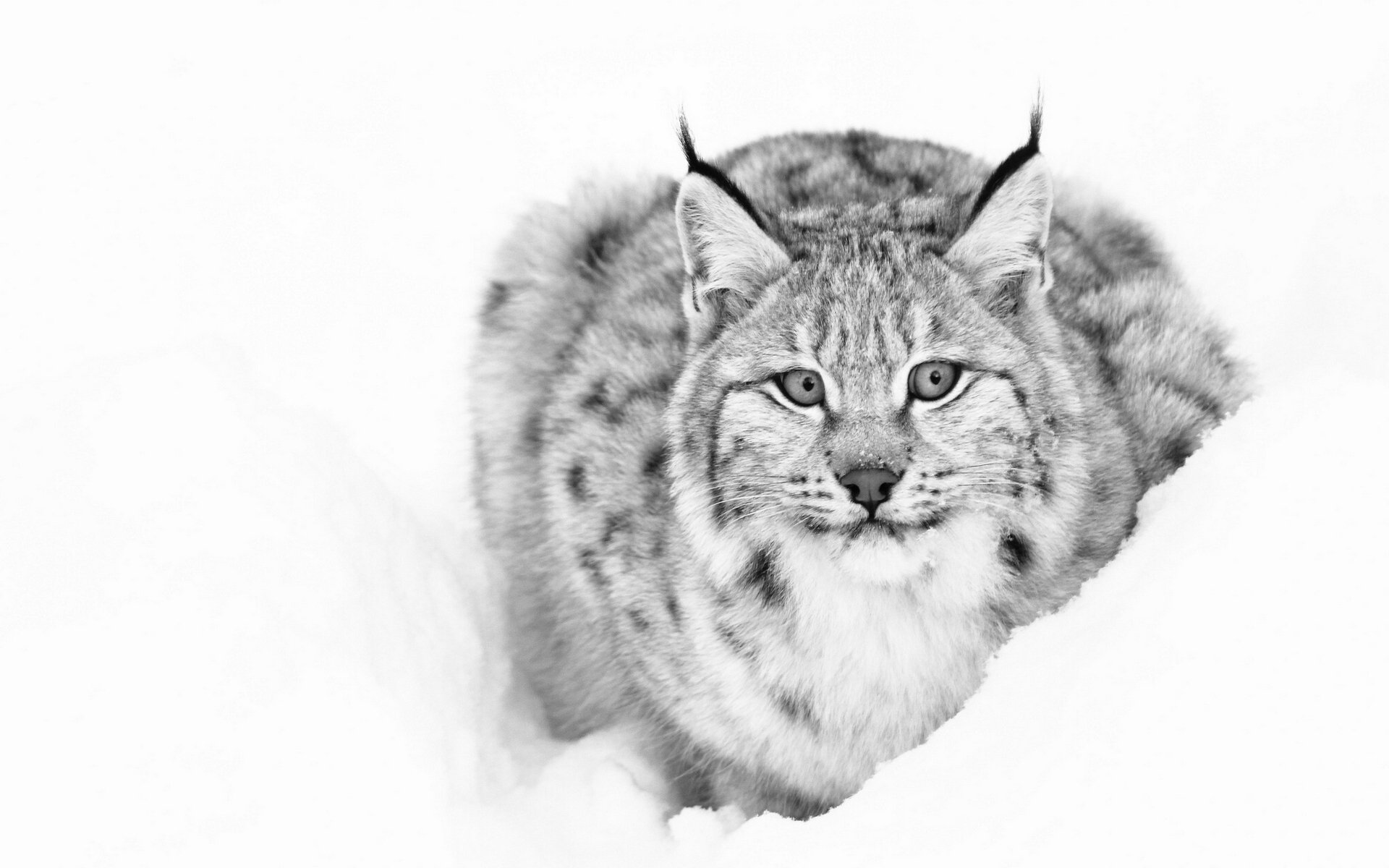 luchs blick schnee