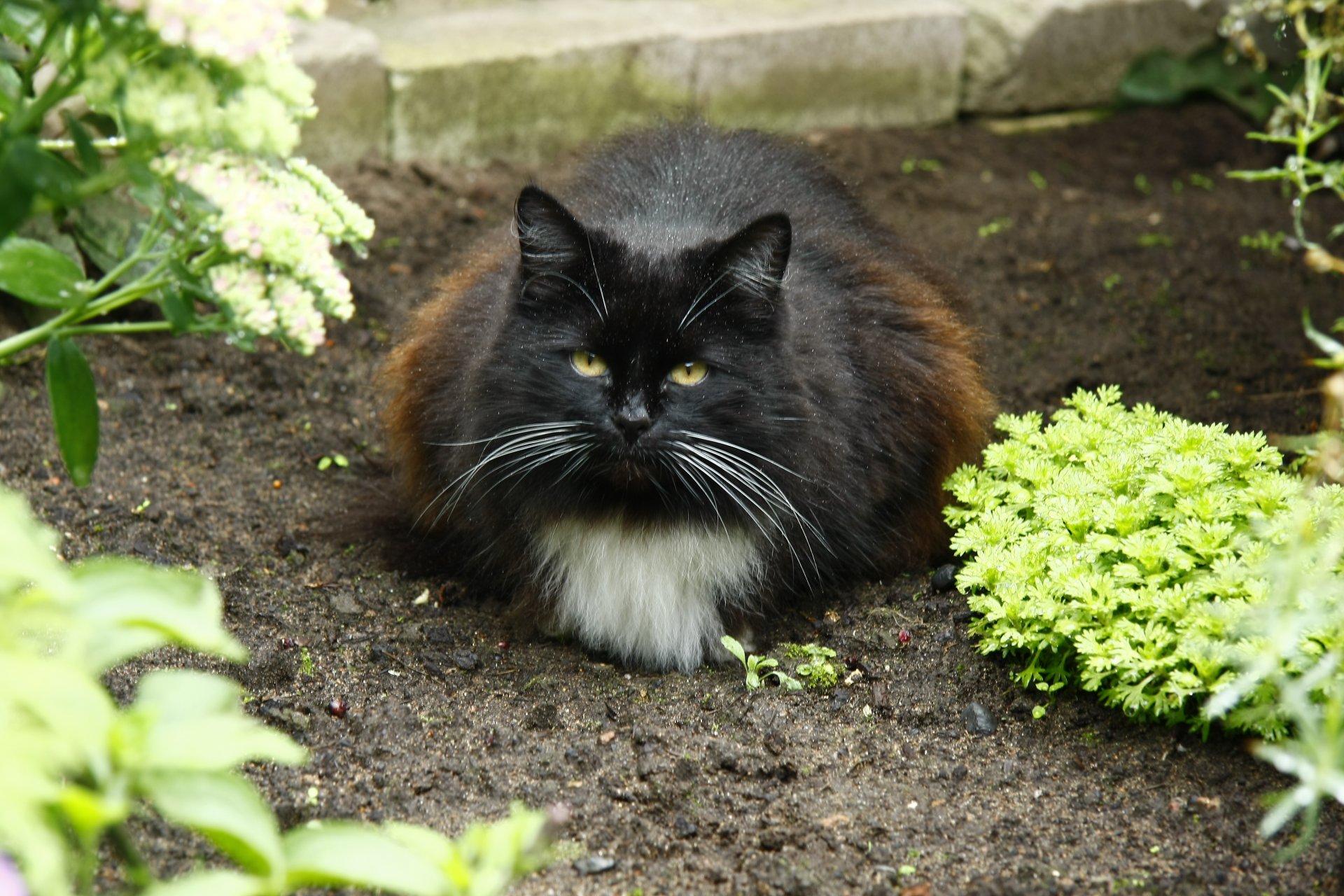 chats chat potager vue dans le village