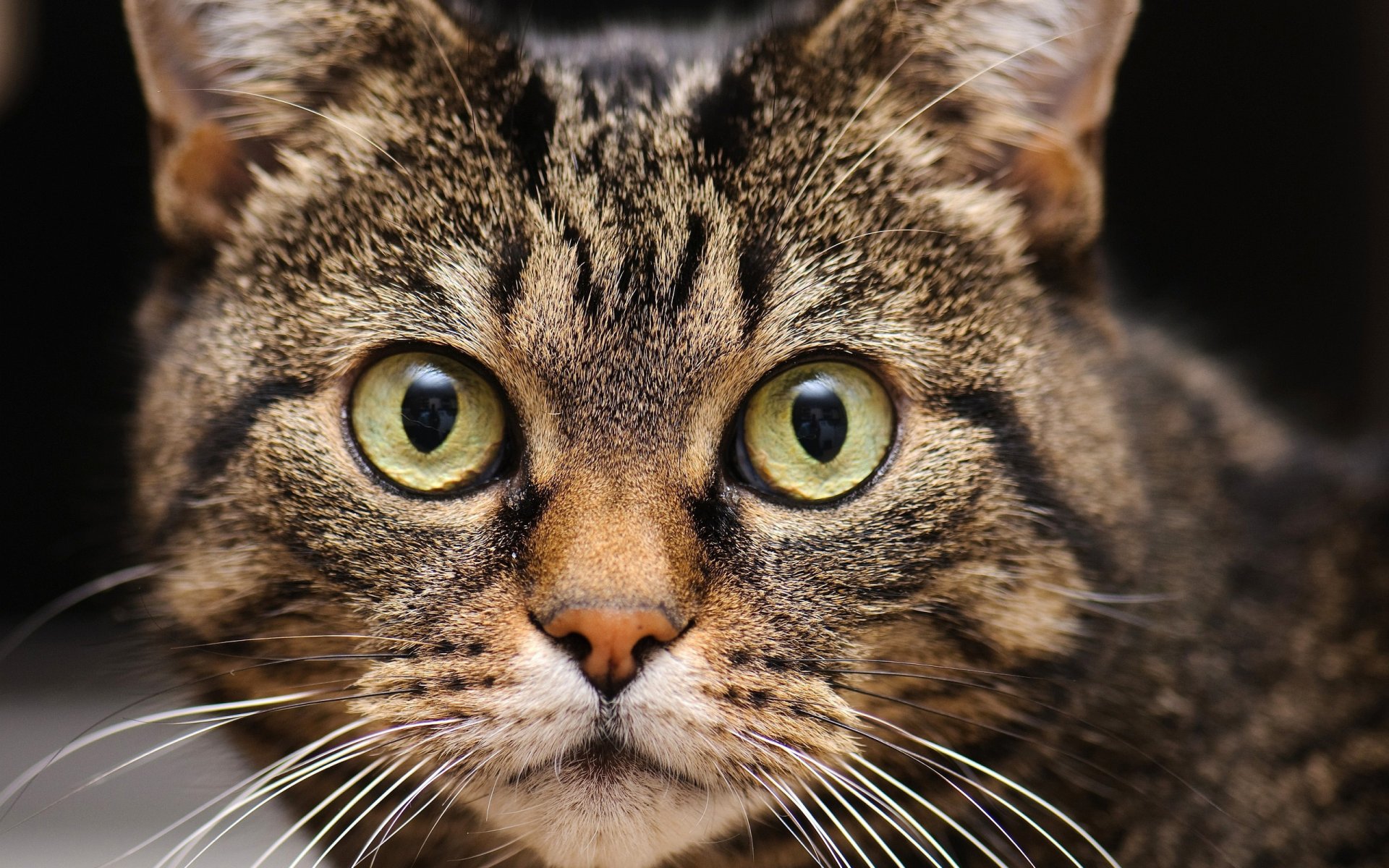 gatto occhi muso sguardo baffi gatto