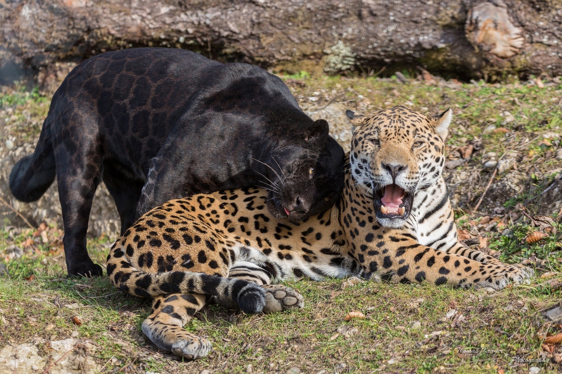 jaguars chats sauvages prédateurs jaguar noir panthère couple gueule crocs belette