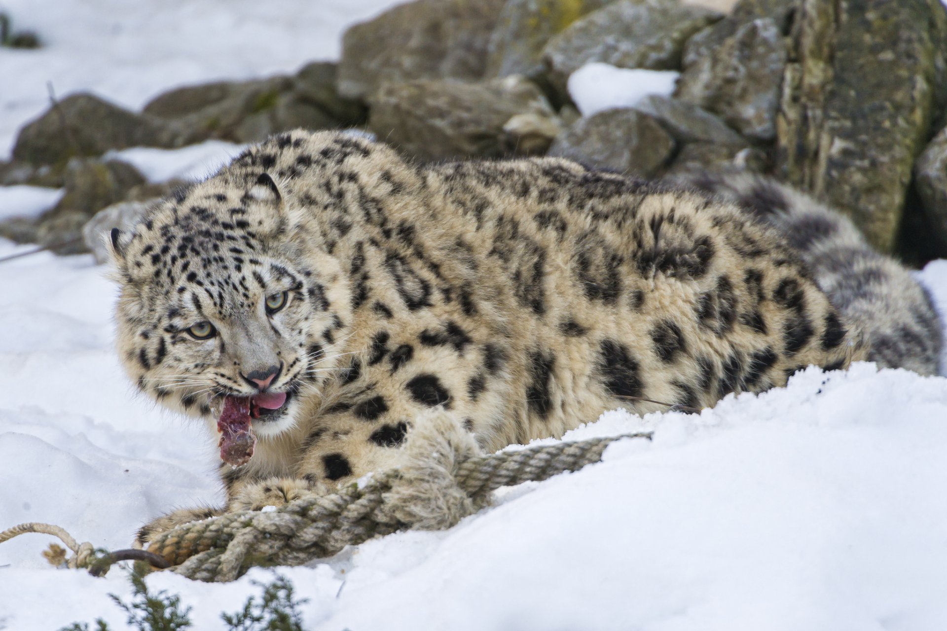 leopardo delle nevi irbis gatto gattino carne neve ©tambako the jaguar