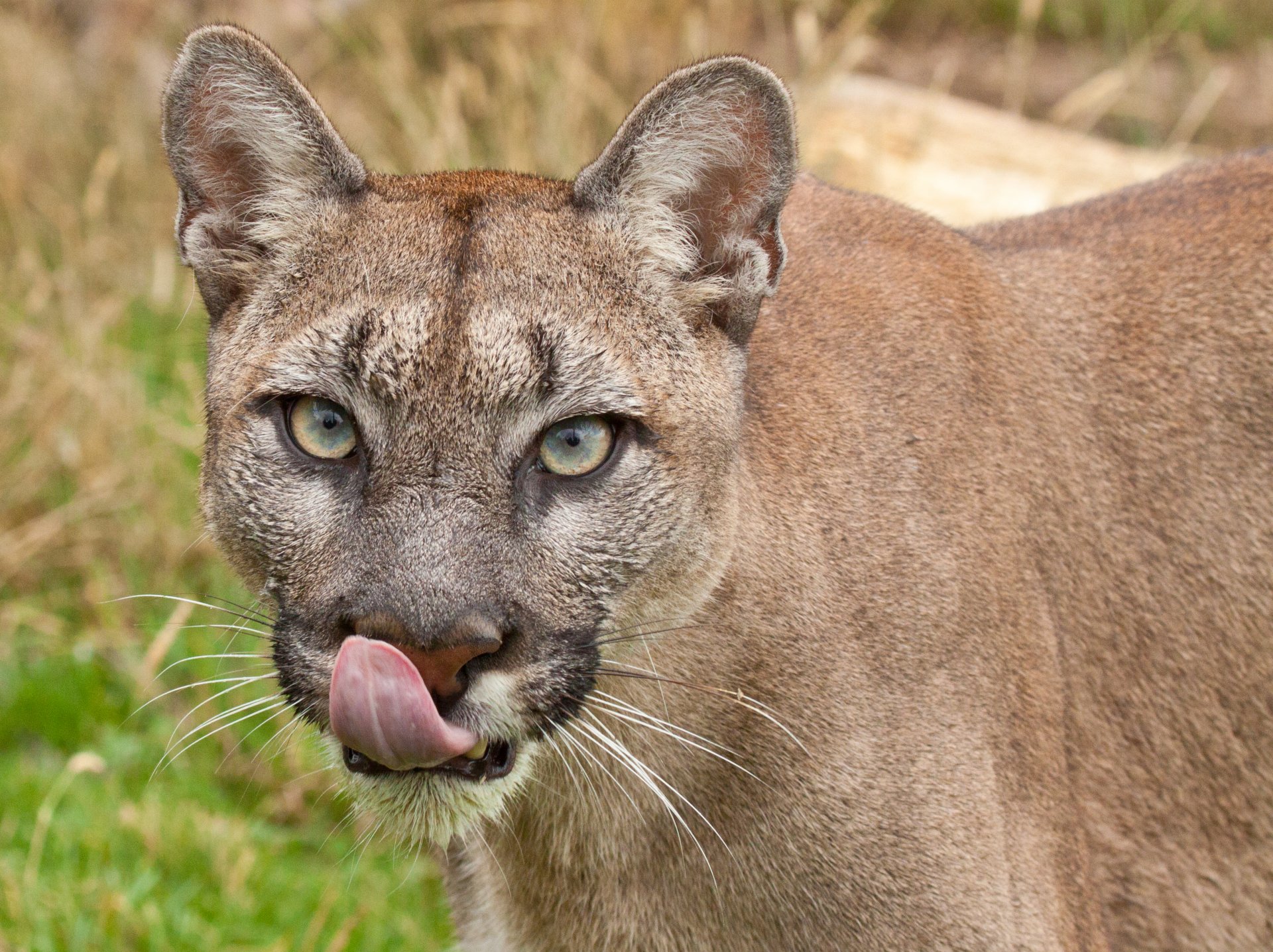 puma puma lew górski kot spojrzenie język