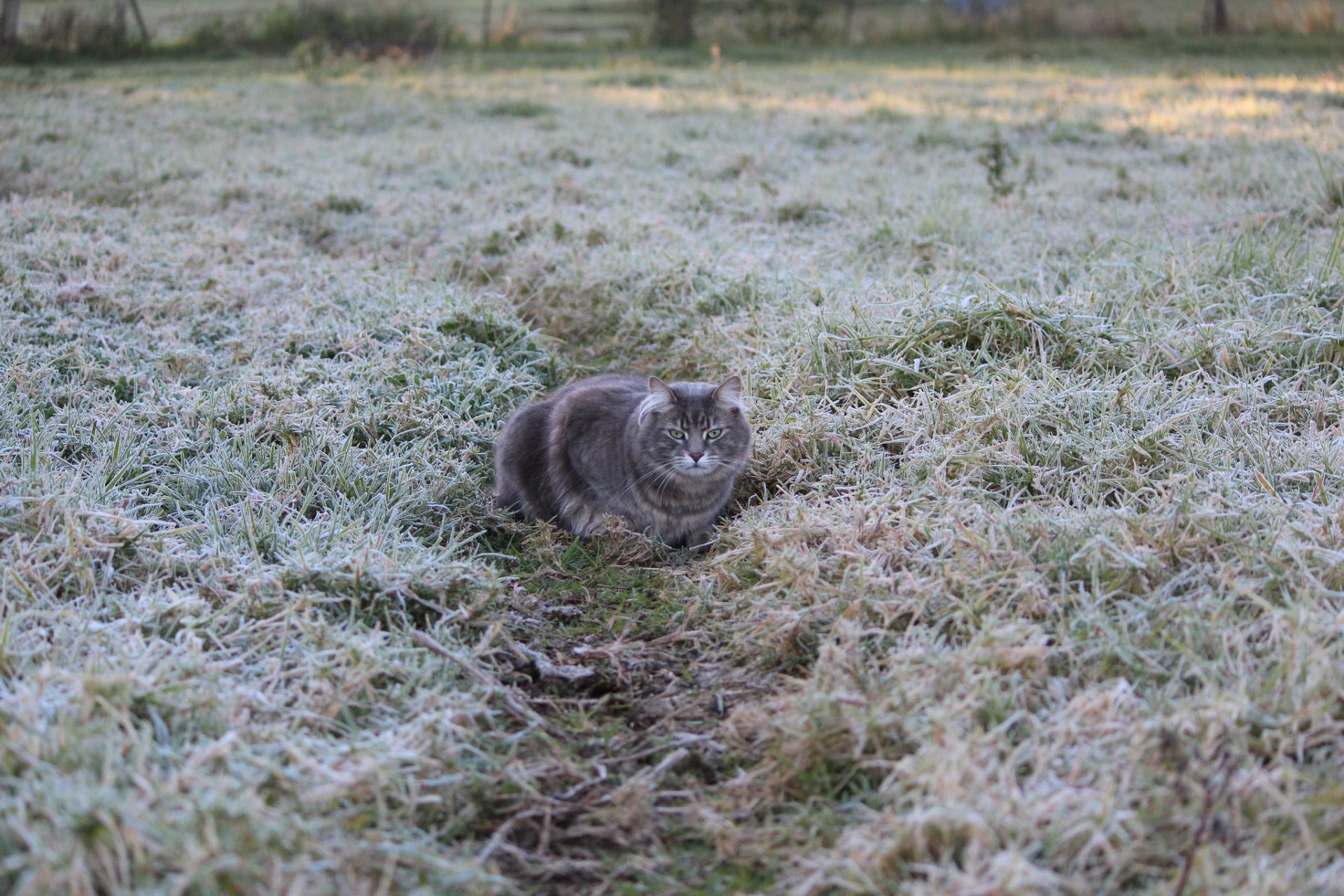 gras frost frost ein weg. katze grau