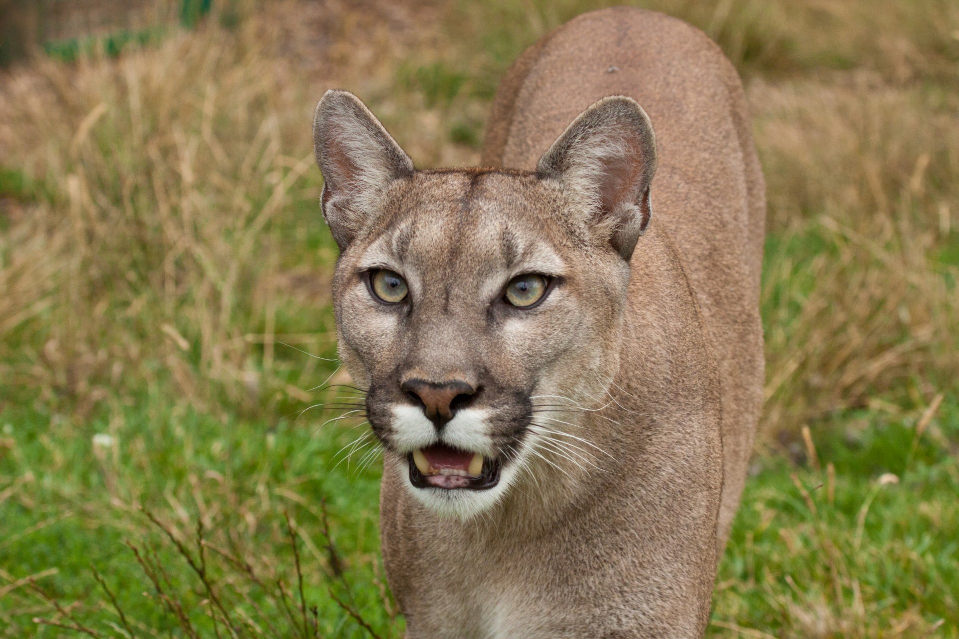 puma puma león de montaña gato vista