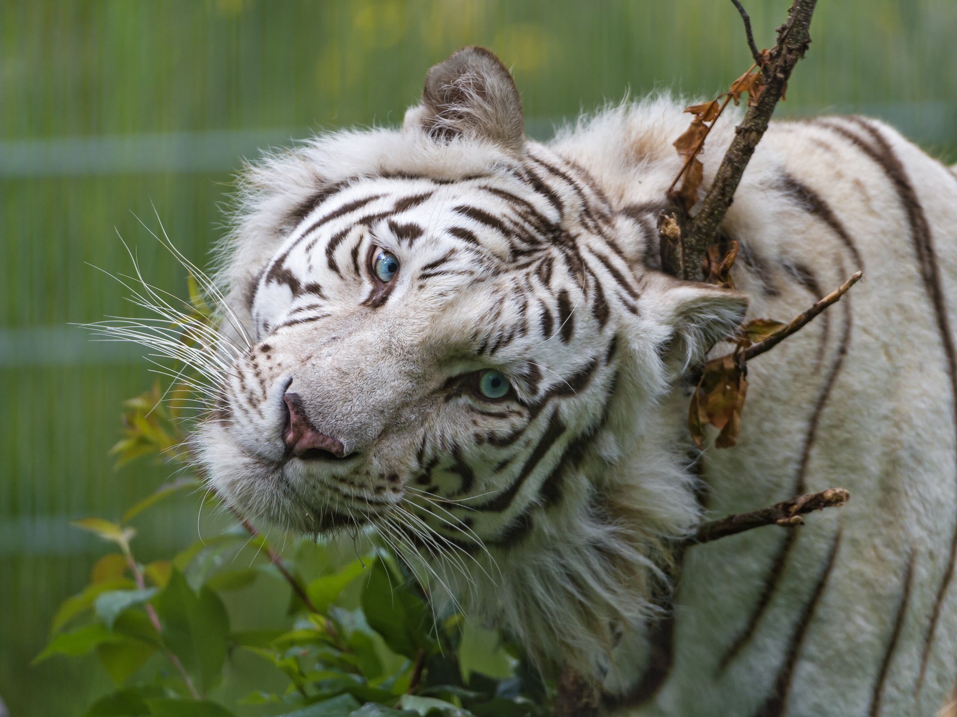 weißer tiger katze schnauze blick blaue augen ©tambako der jaguar