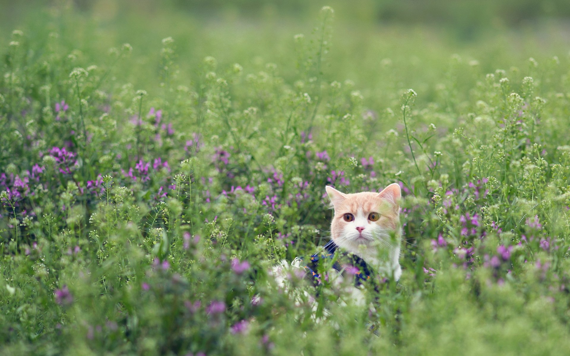 cat the field grass torode