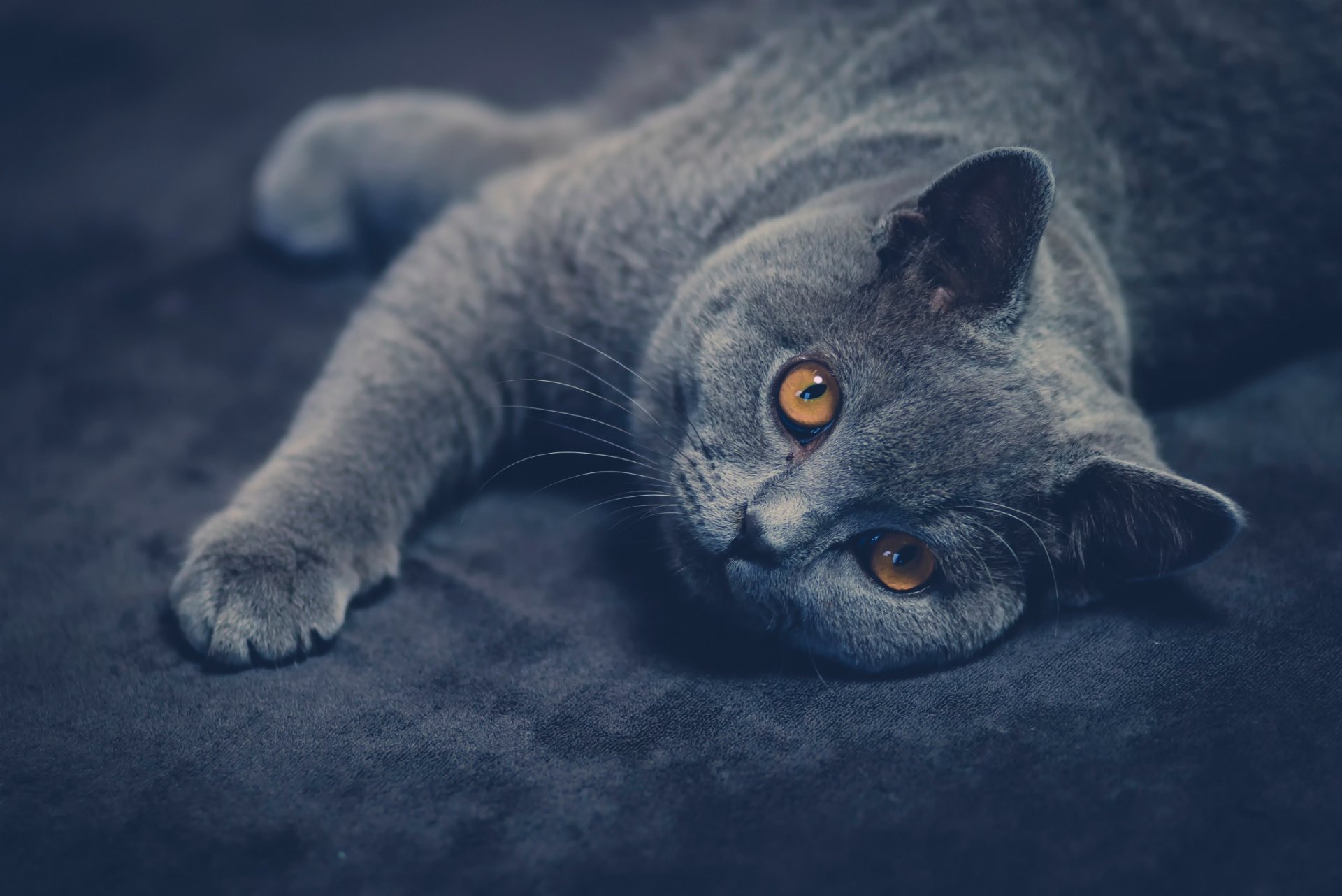 british shorthair gatto sguardo