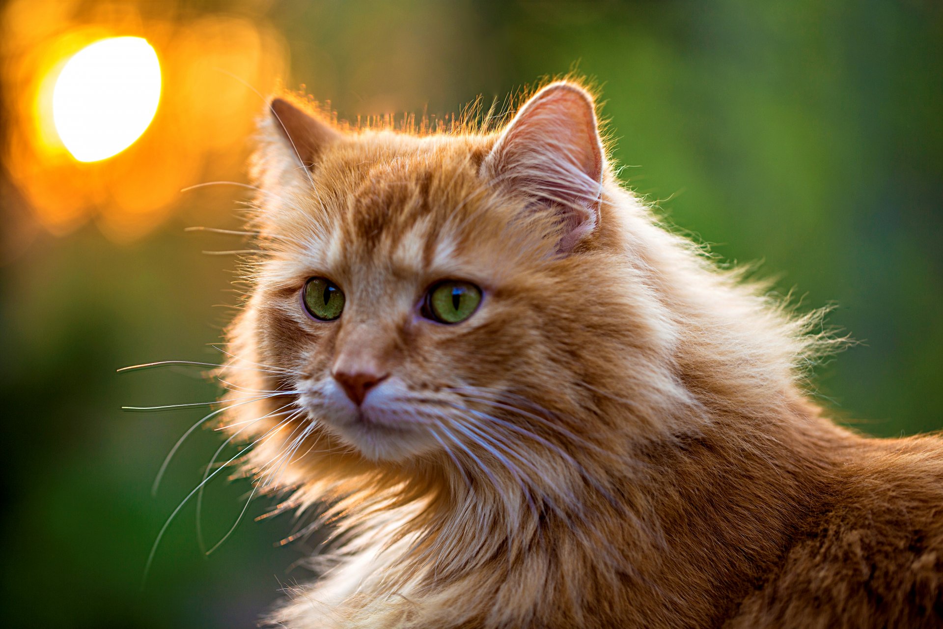 kot rudy puszysty pysk spojrzenie oczy zielony kot zieleń