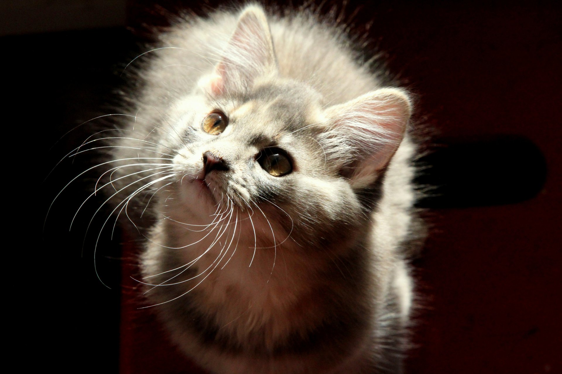 gatto grigio peloso vista sfondo