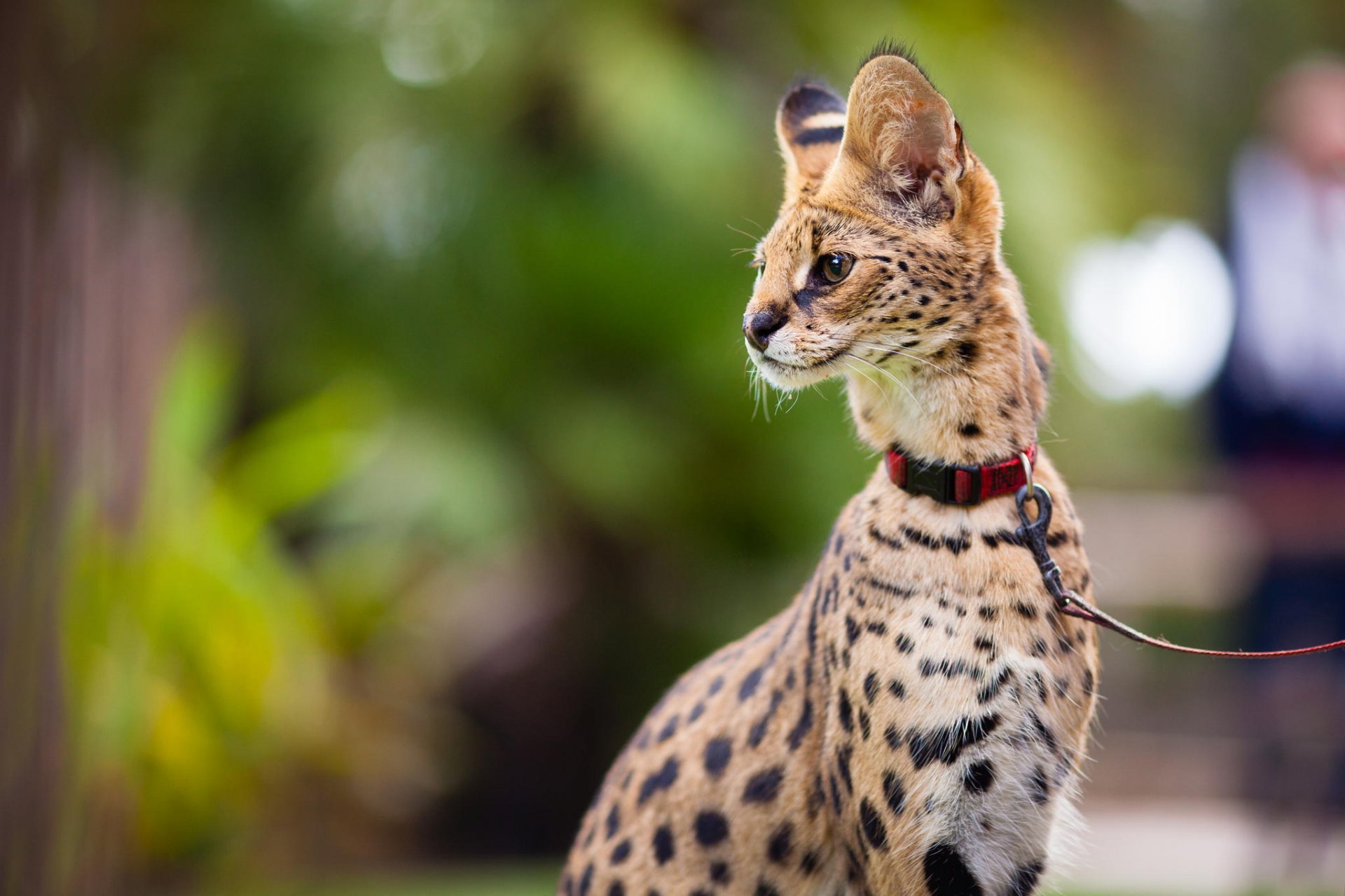 serval regard laisse