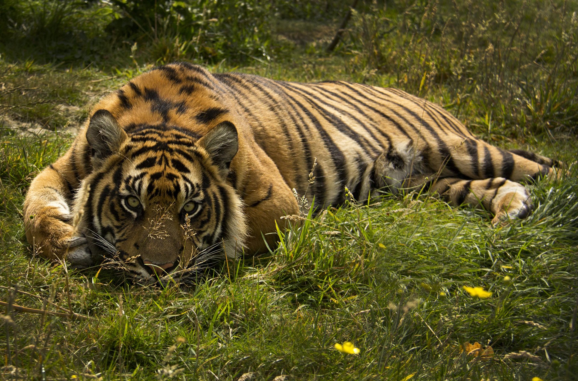 tiger wildkatze raubtier blick