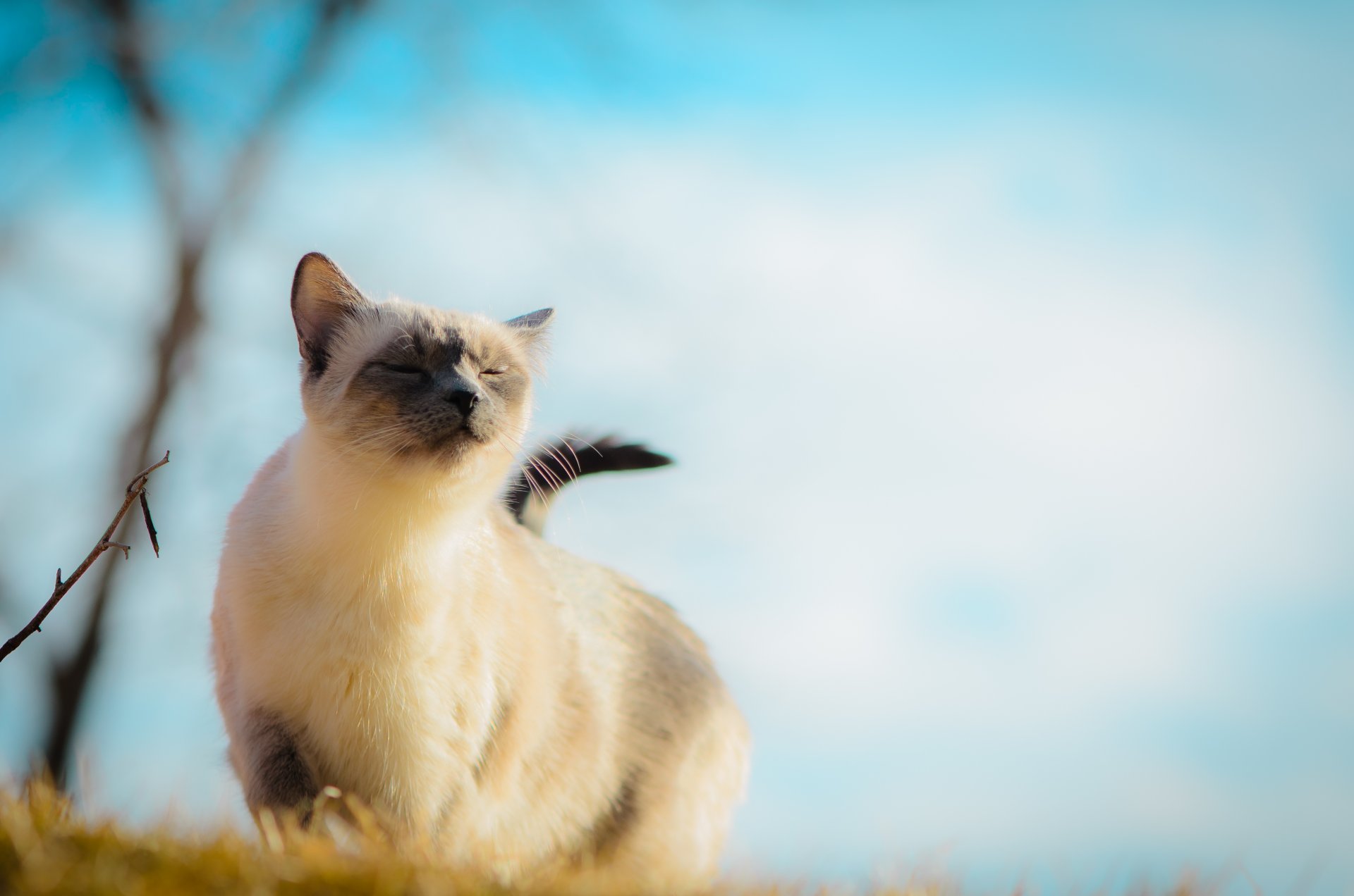 chat yeux fermés vent calme herbe