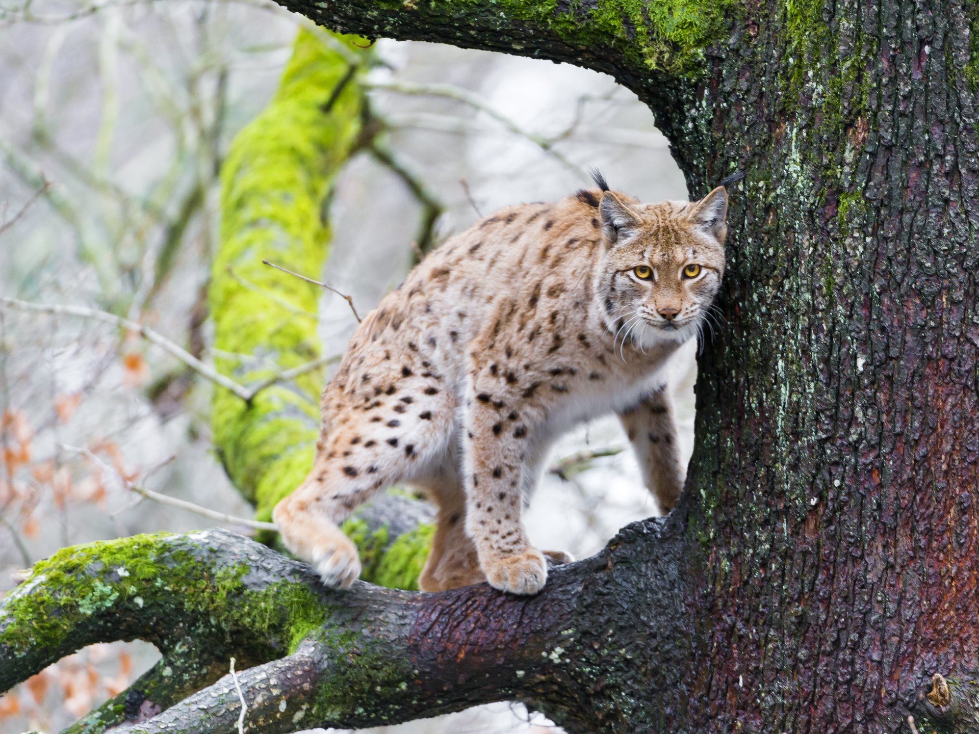 lince gato árbol rama musgo ©tambako the jaguar