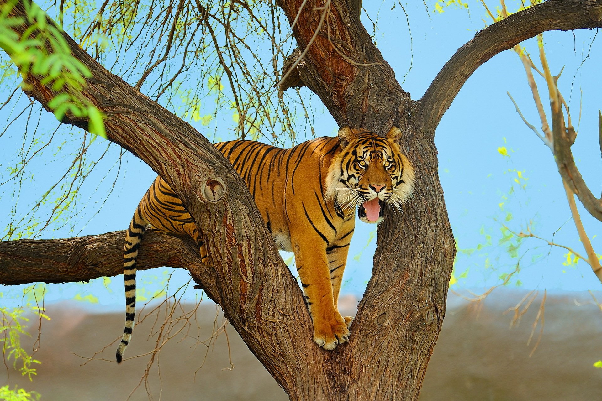 tigre sumatra depredador árbol hocico