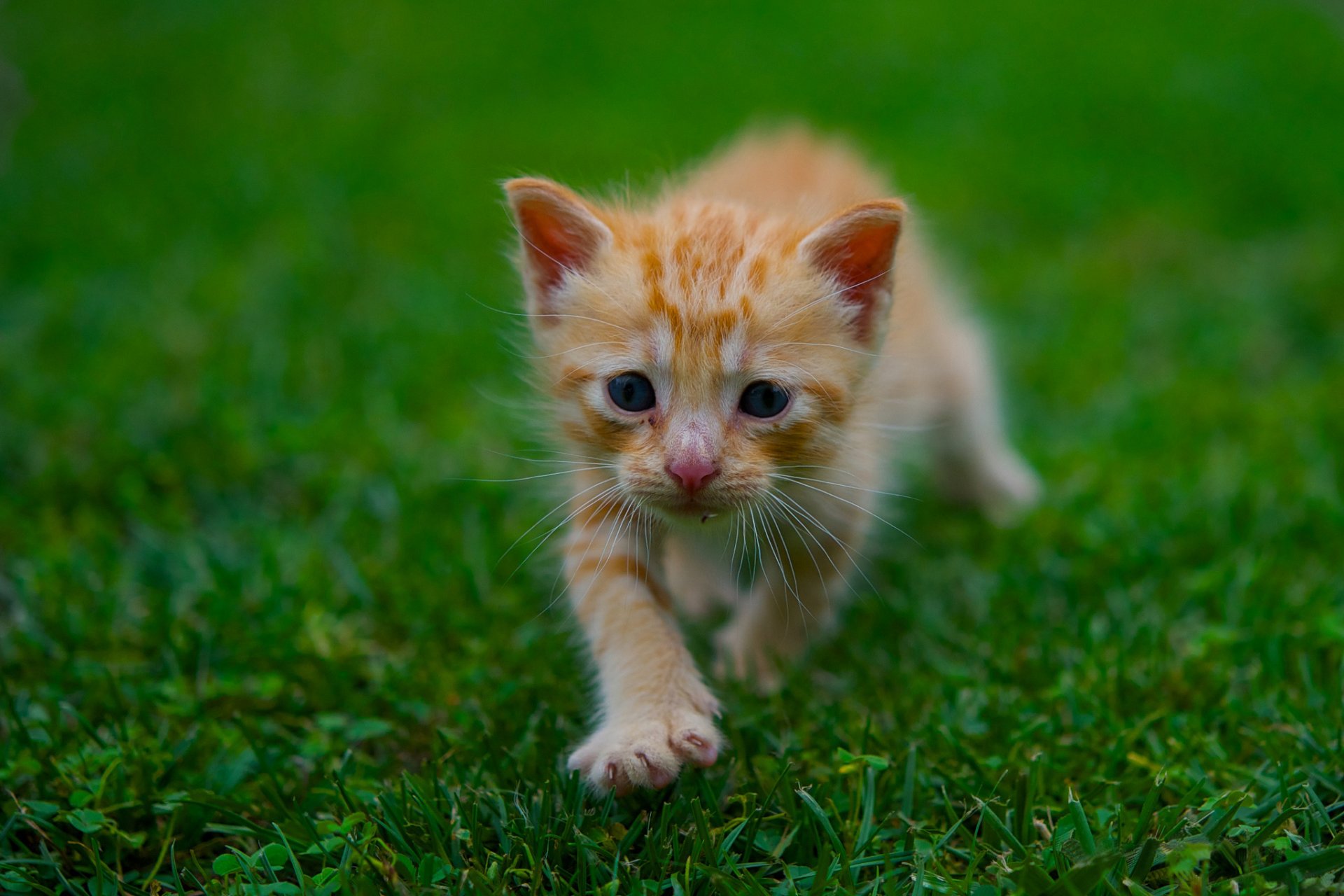 herbe verdure été chaton roux enfant