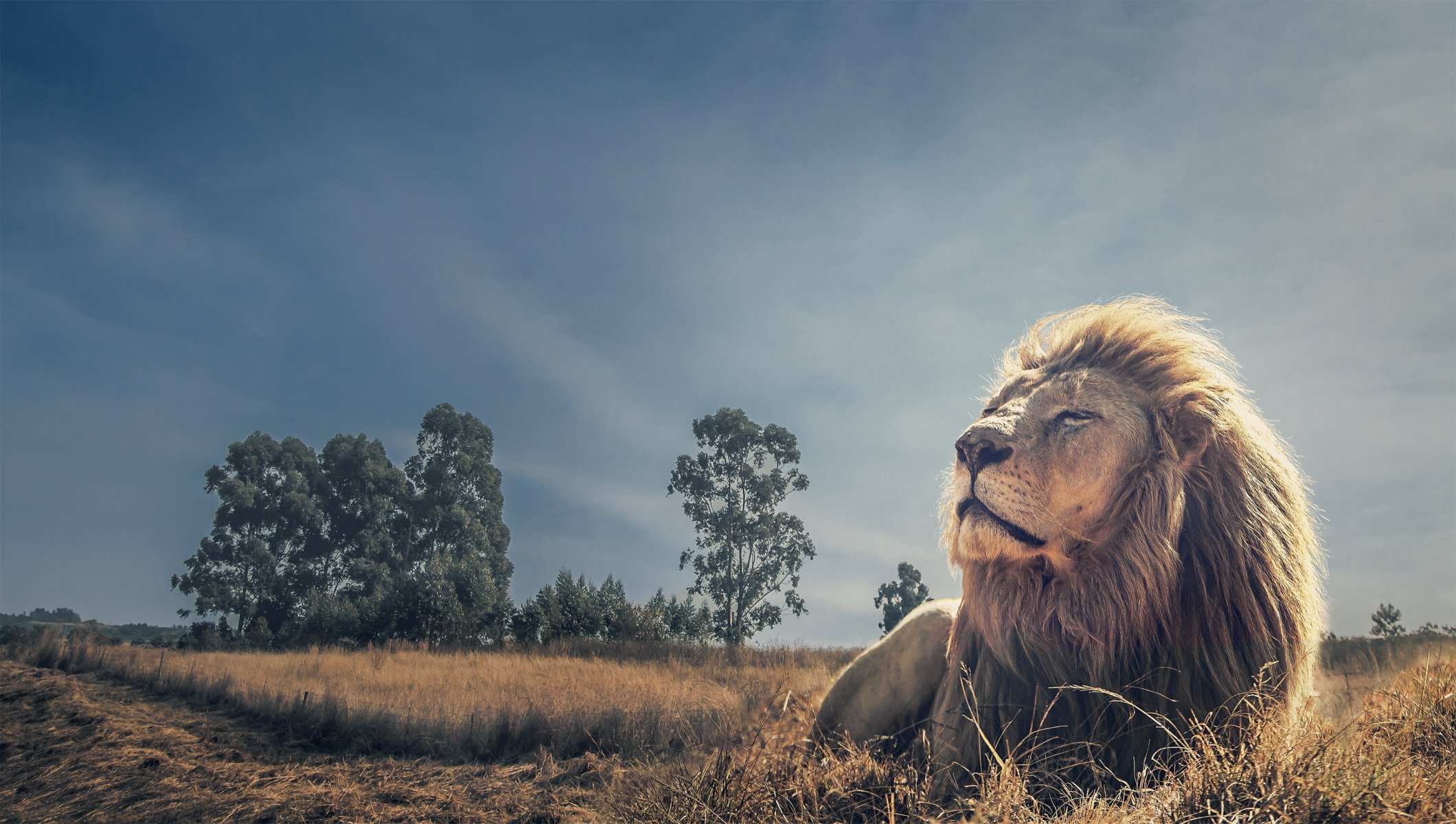 löwe könig der tiere ruhe