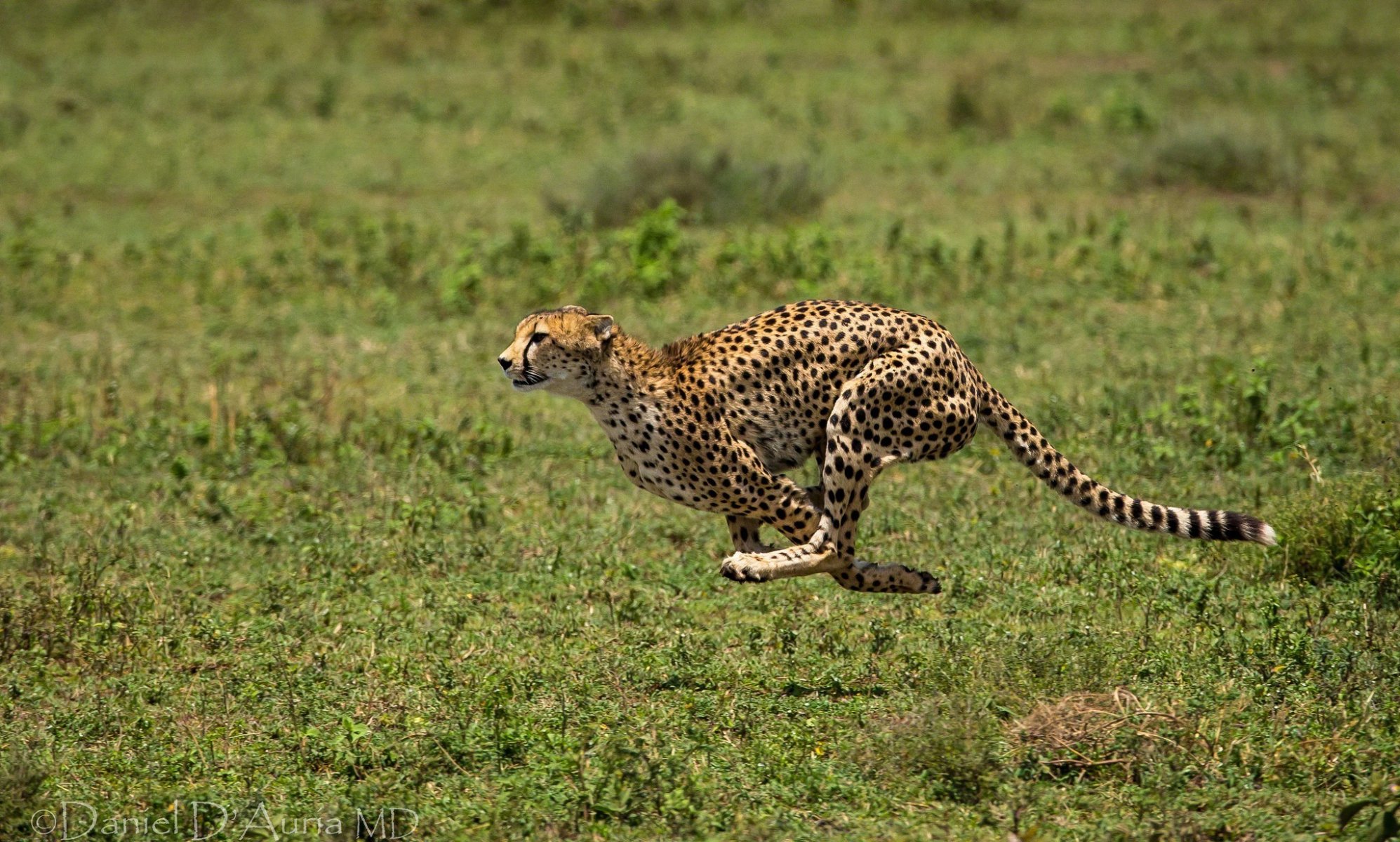 gepard tier laufen laufen flecken