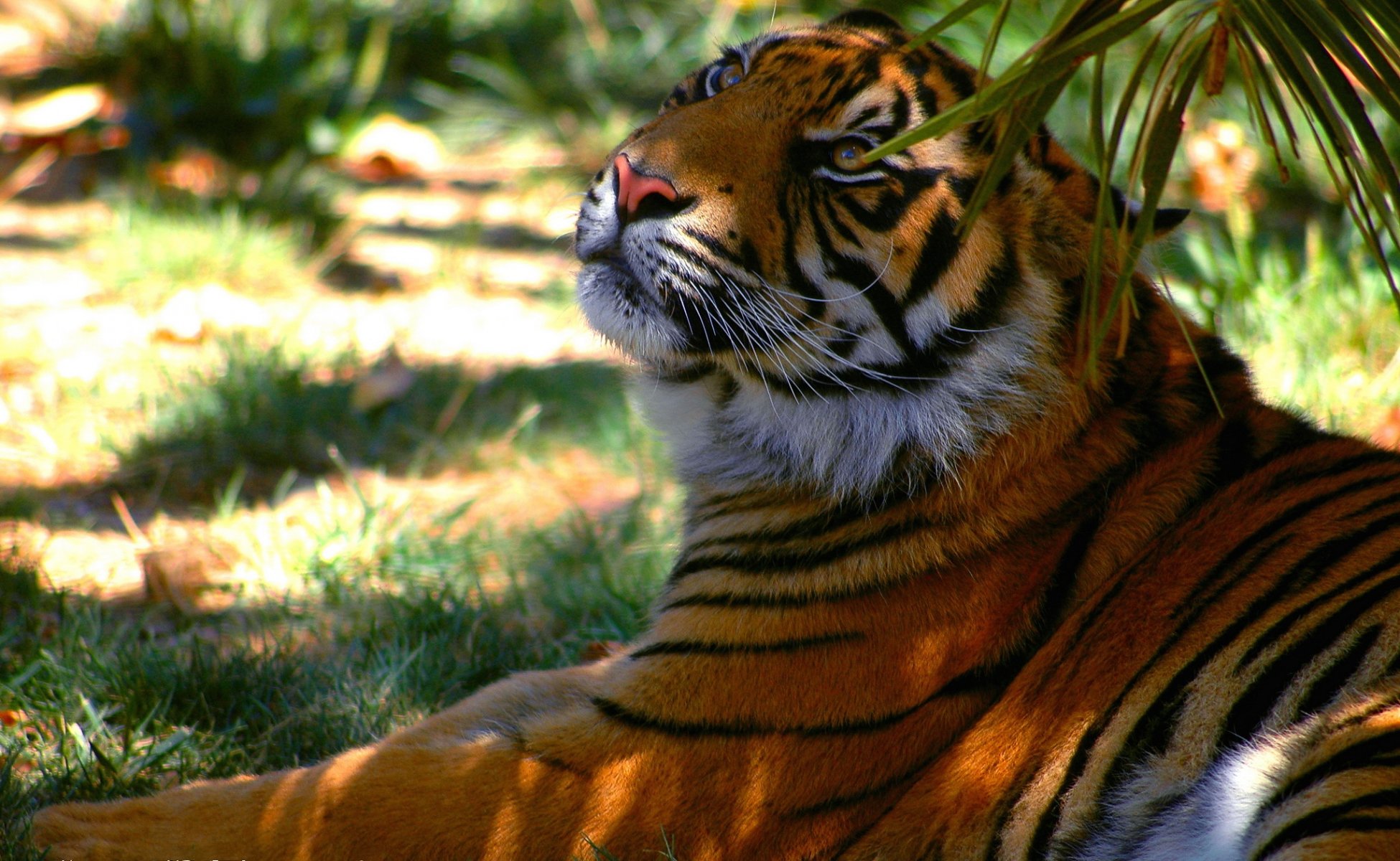 tiger raubtier schatten streifen ruhe