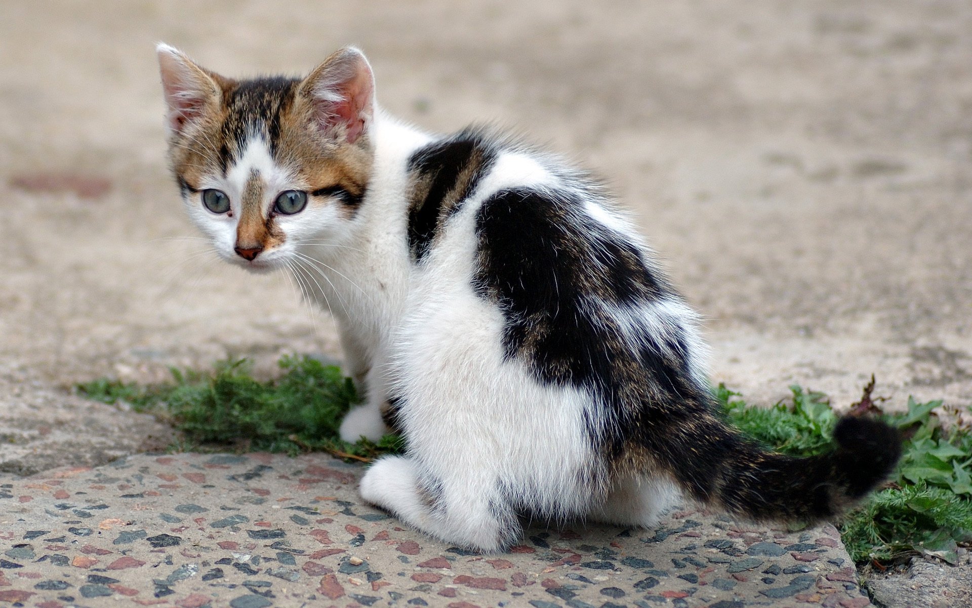 gato gatito gato hierba