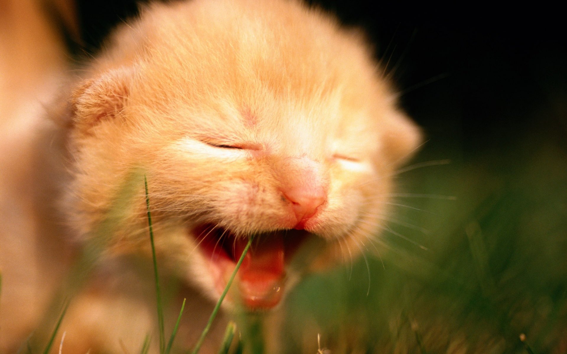 fond fond d écran chats chaton enfant rousse