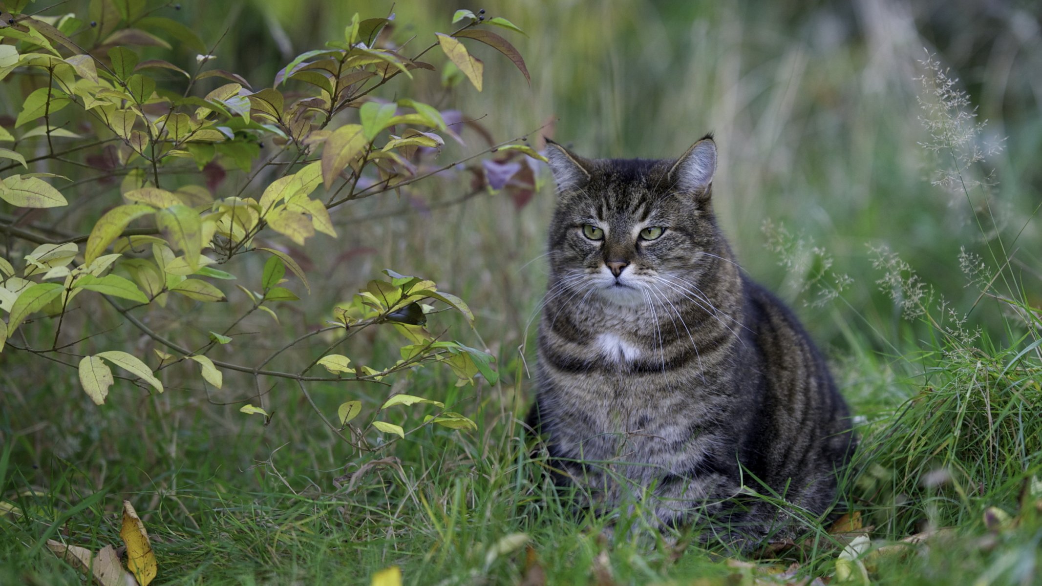 buisson feuilles herbe chat gris regard