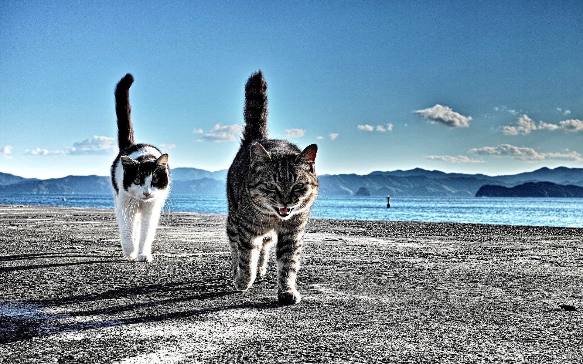 côte sable cailloux chats queue montagnes loin horizon ciel nuages