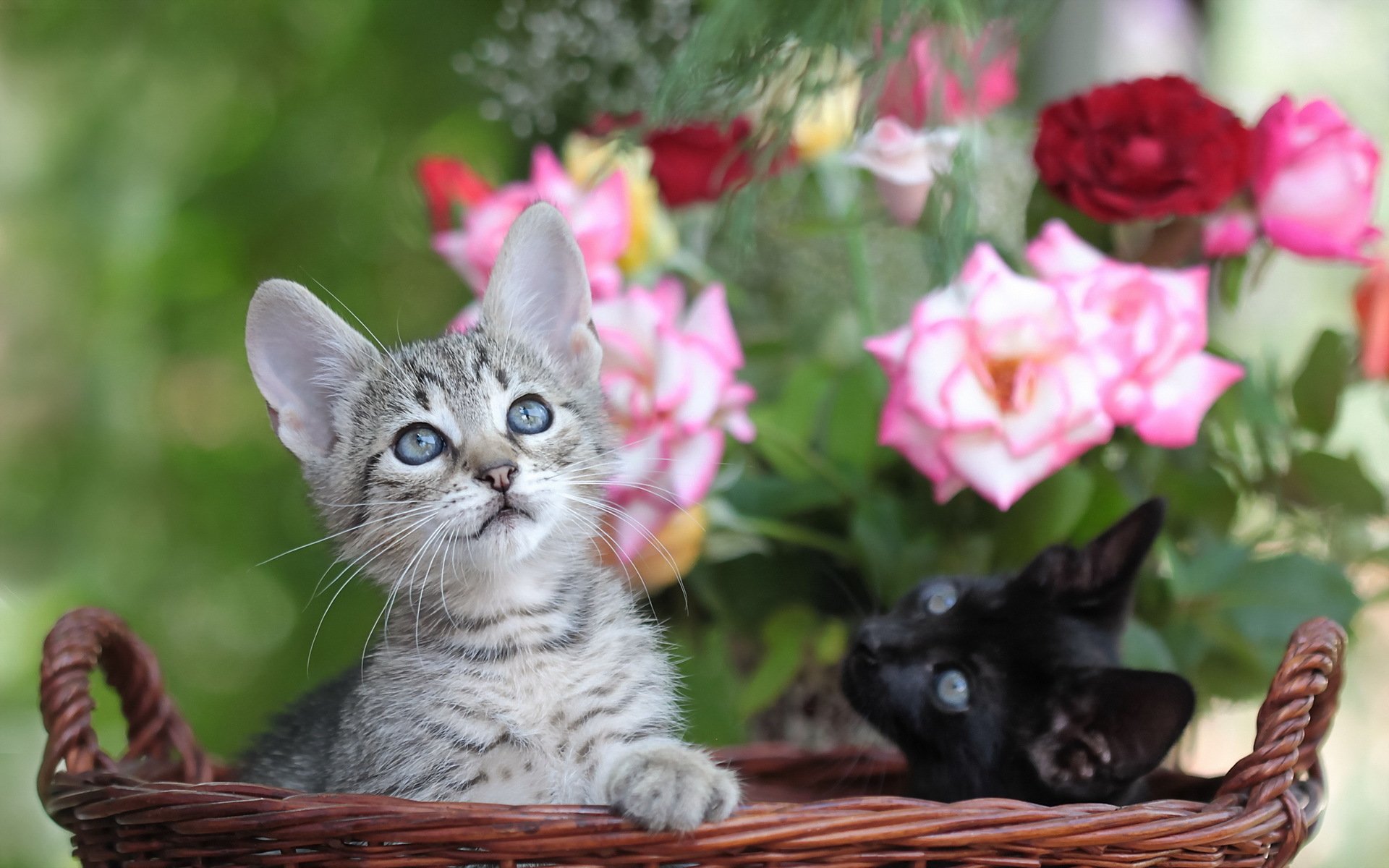 cats flower shopping