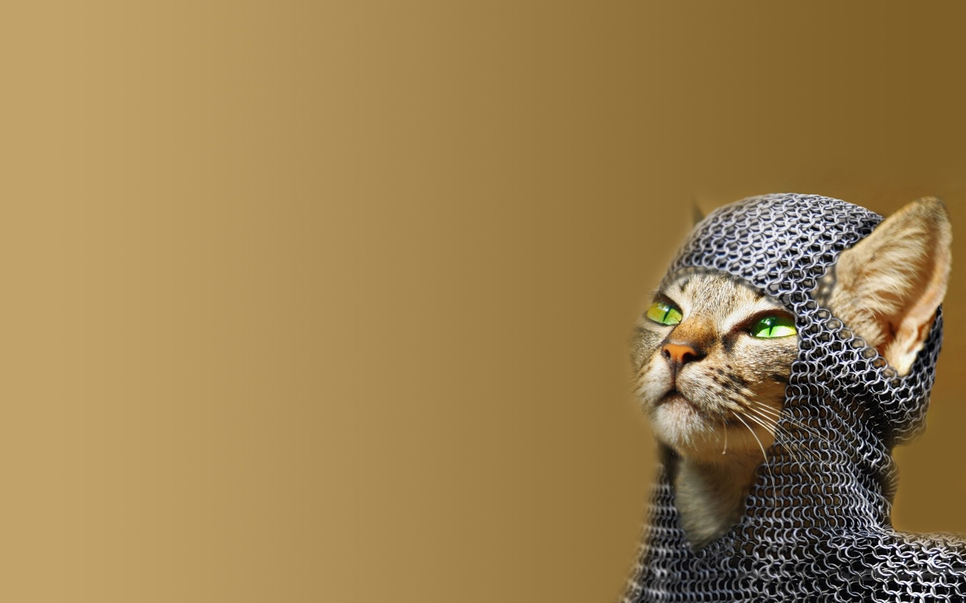 gatto chainmail occhi verdi