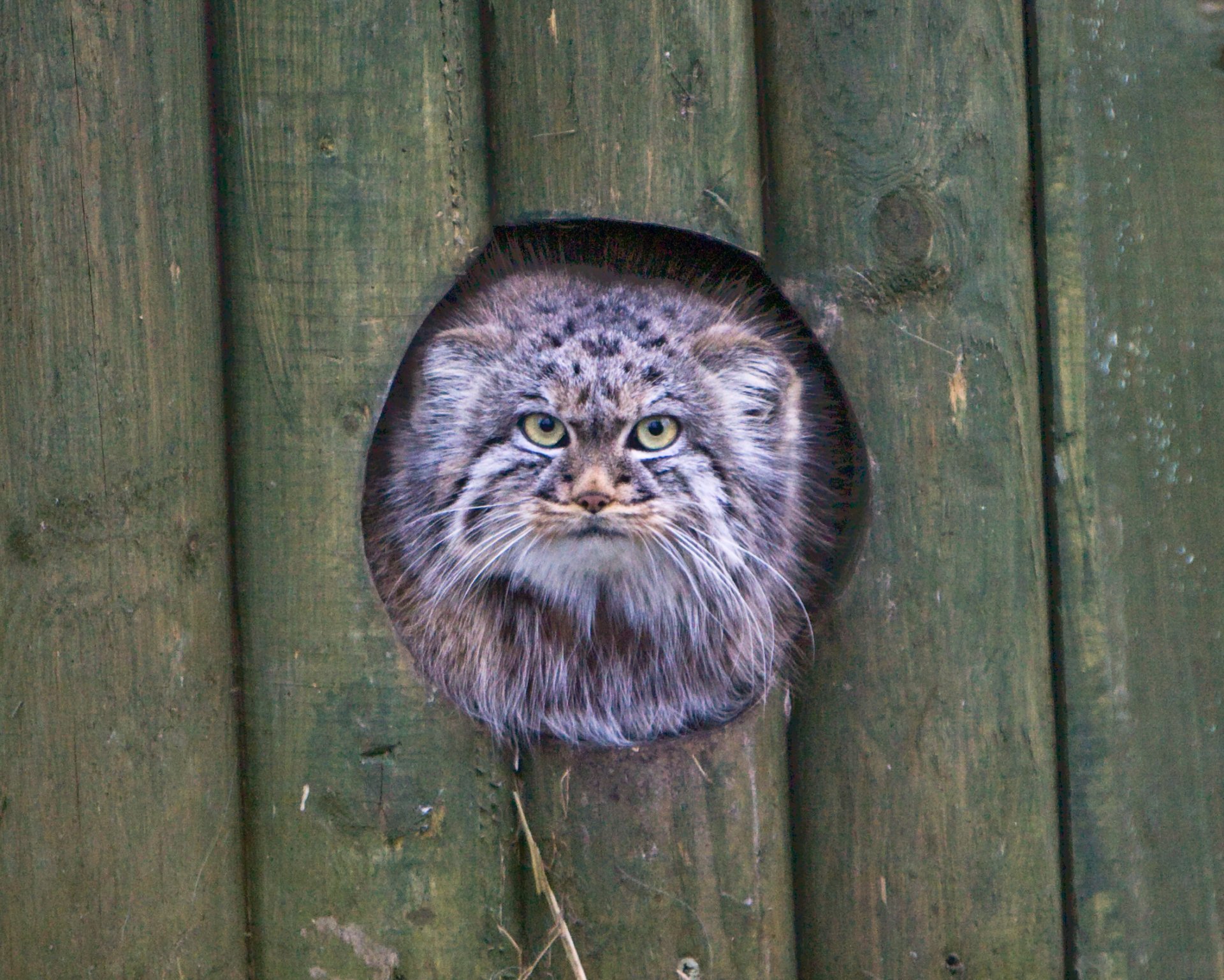 manul kot spojrzenie pysk