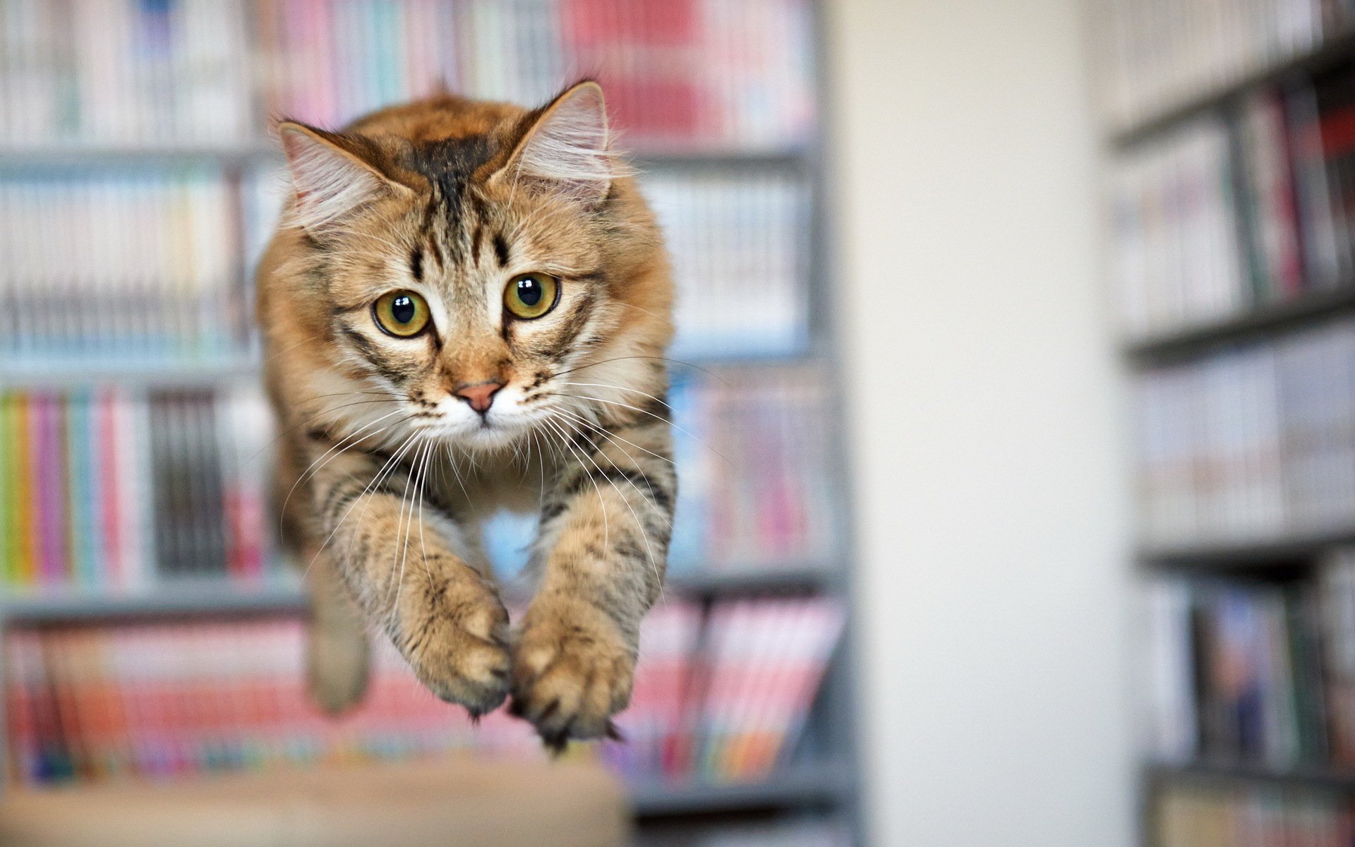 cat view jump