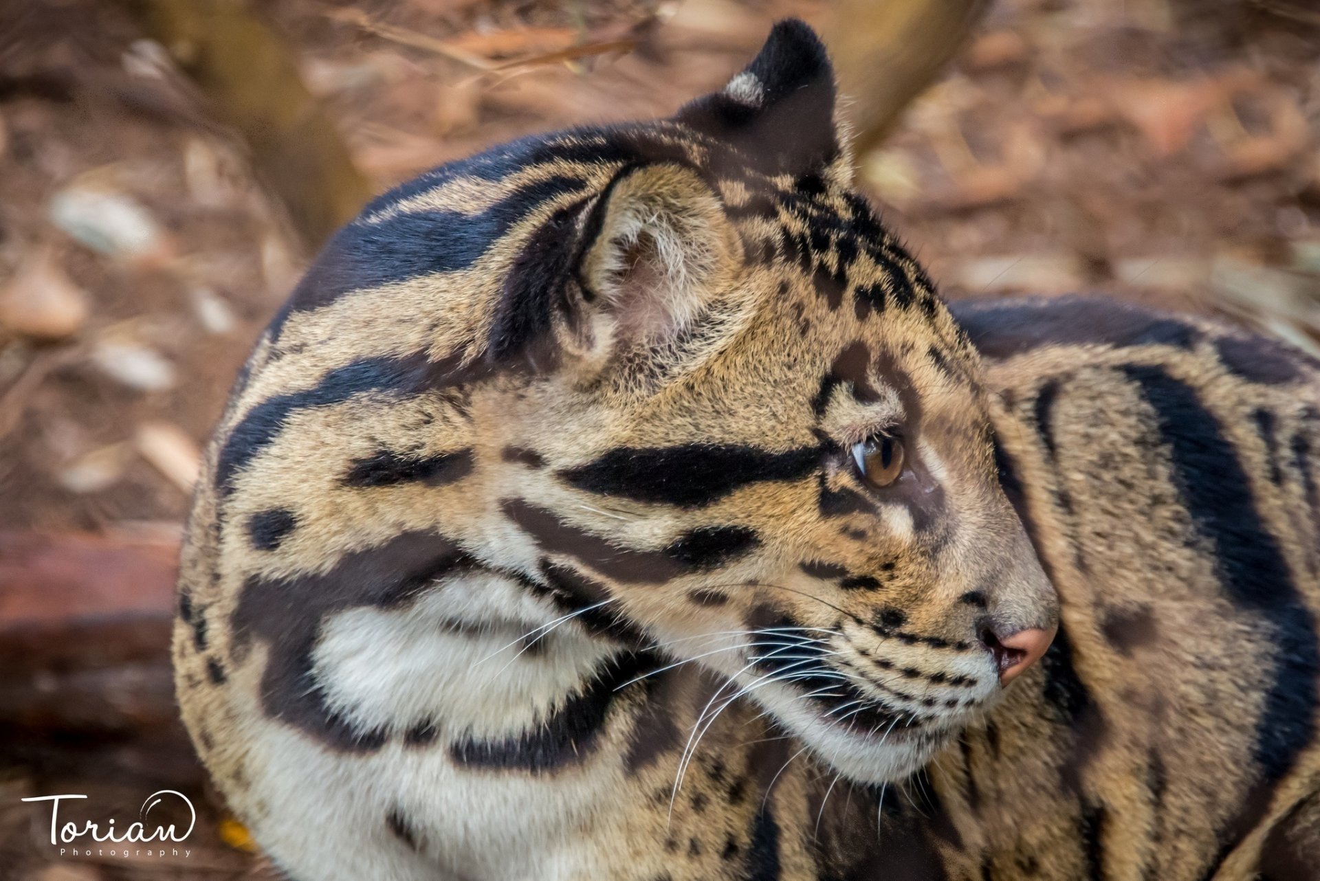 léopard fumé chat sauvage prédateur jeune museau