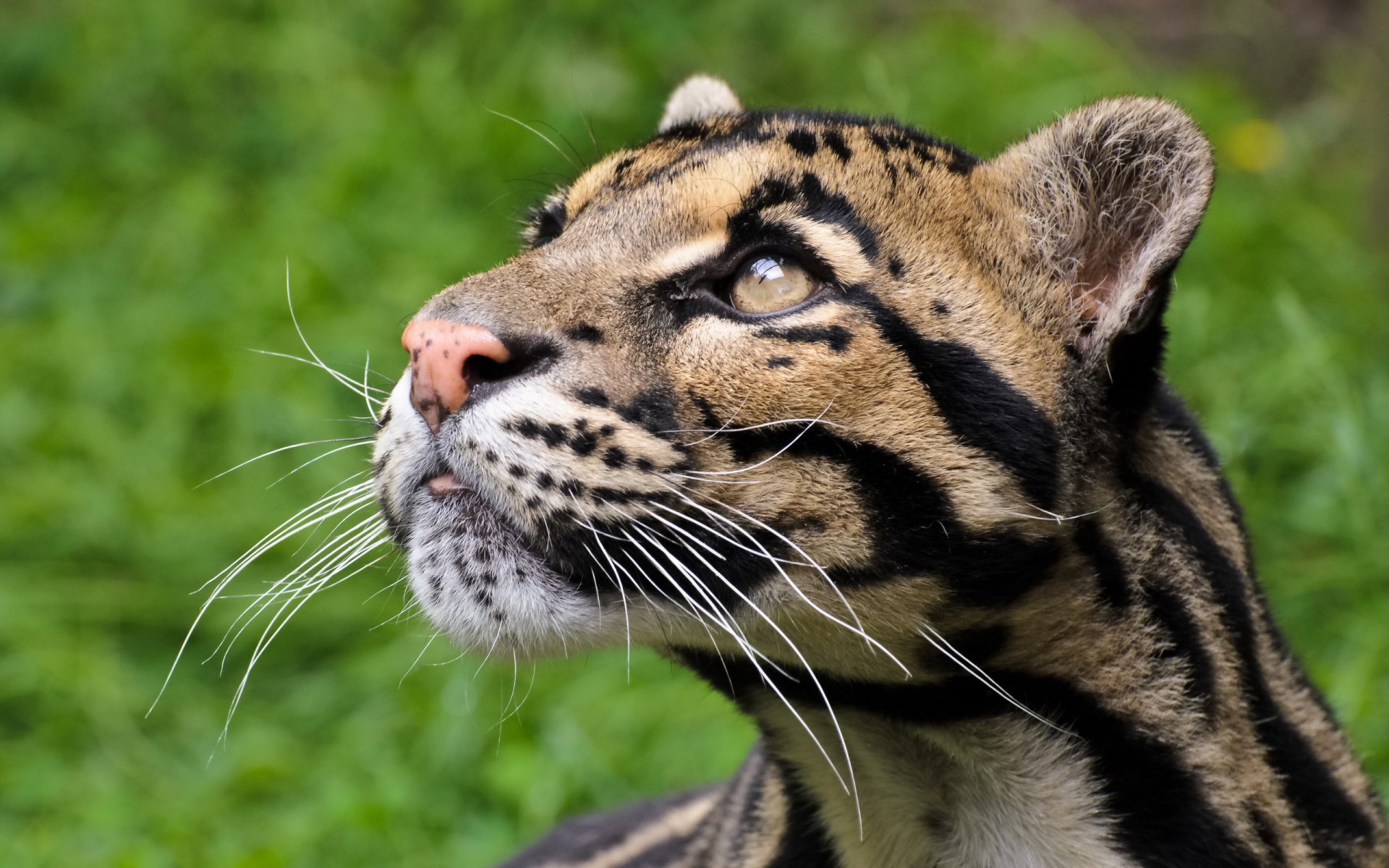 leopardo nebuloso vista predatore muso gatto