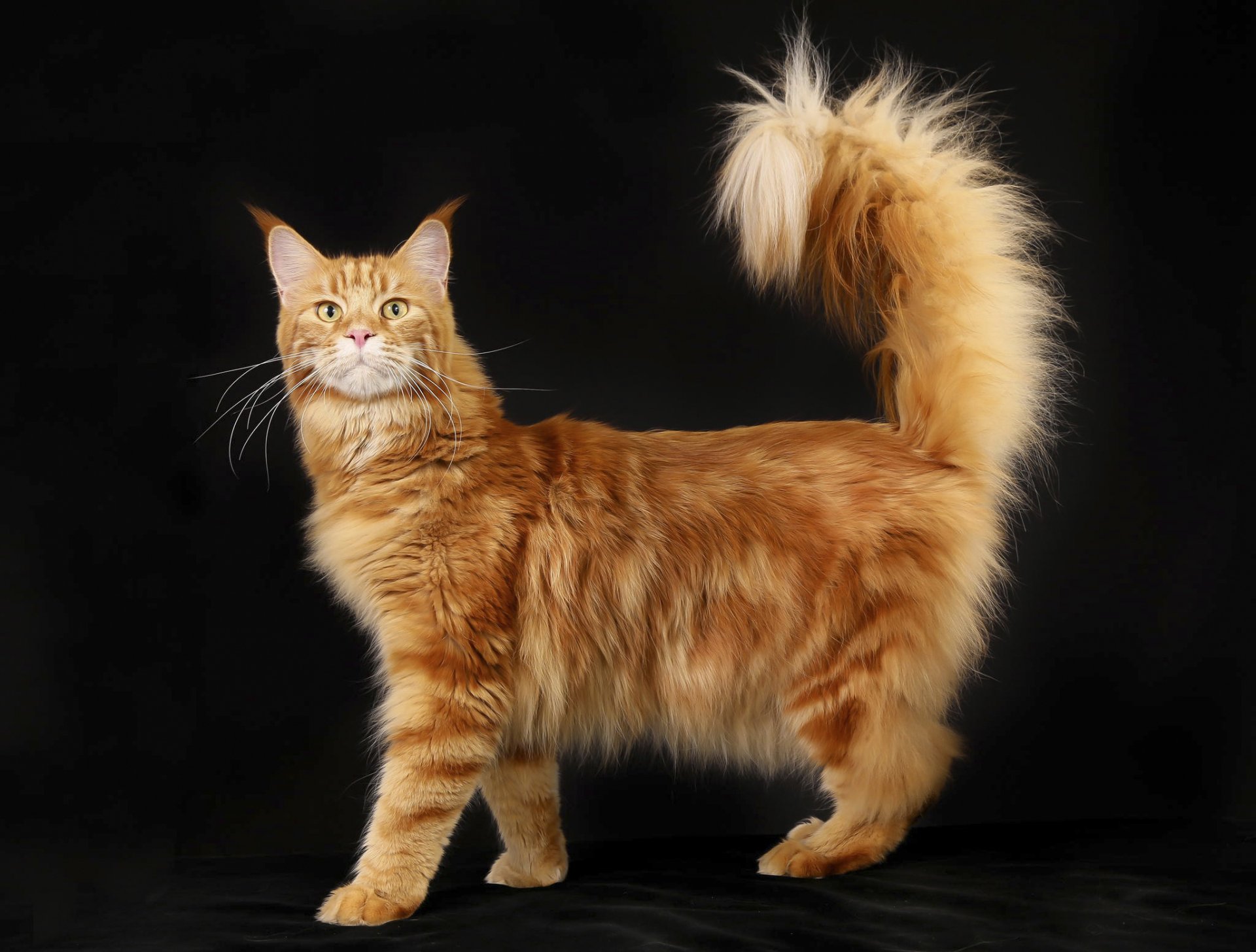 maine coon thoroughbred native breed home furry red cat