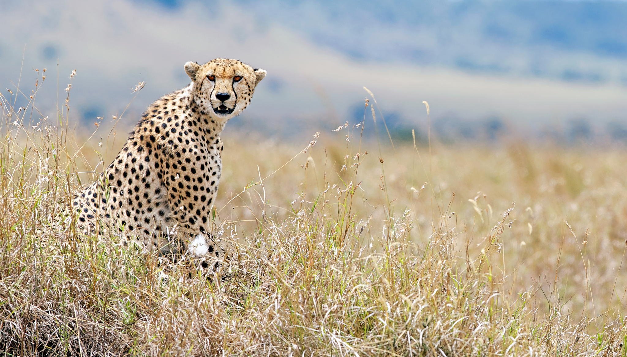 guépard vue faune kenya