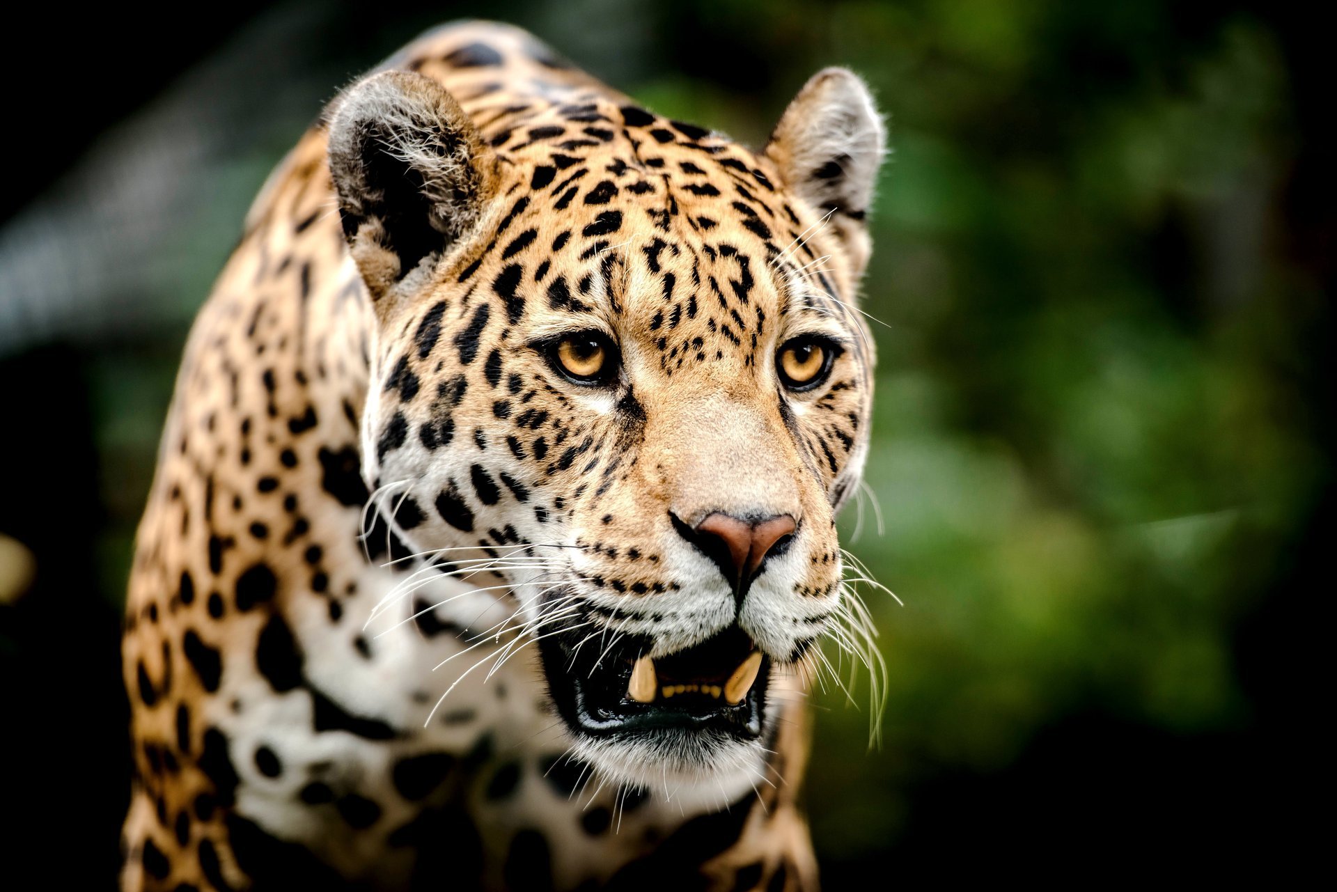 leopard raubtier große katze schnauze blick grinsen