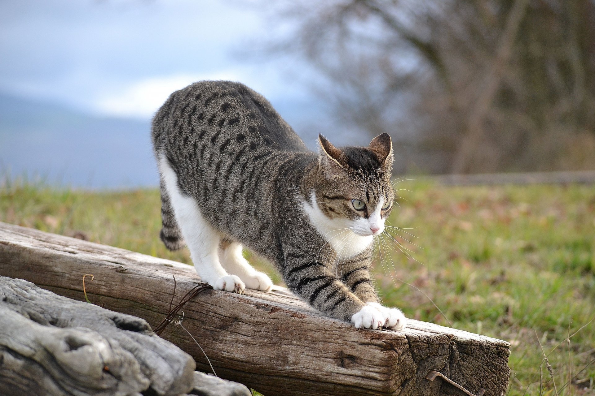 katze katze tafel baumstamm schlürfen natur