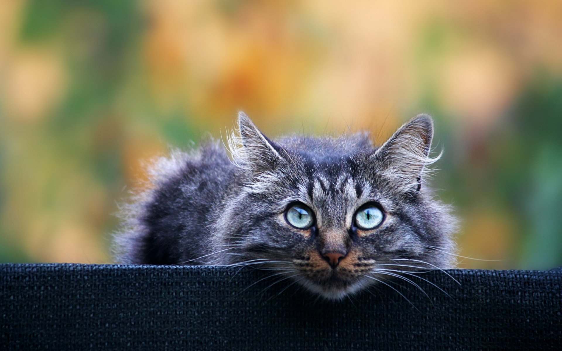 gato gris peludo mirada fondo