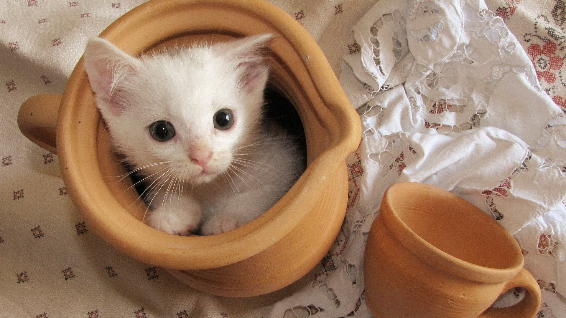 pitcher belenky sour cream