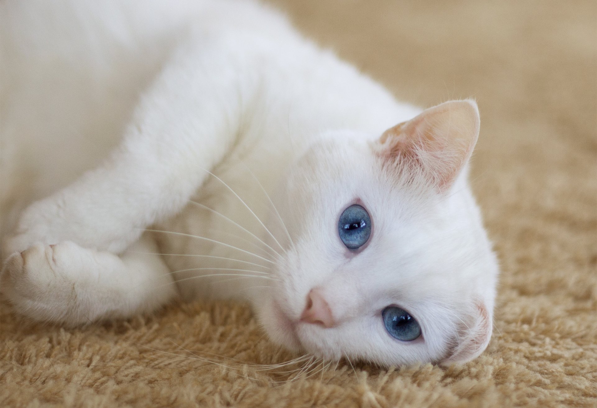 cat white is view ears carpet