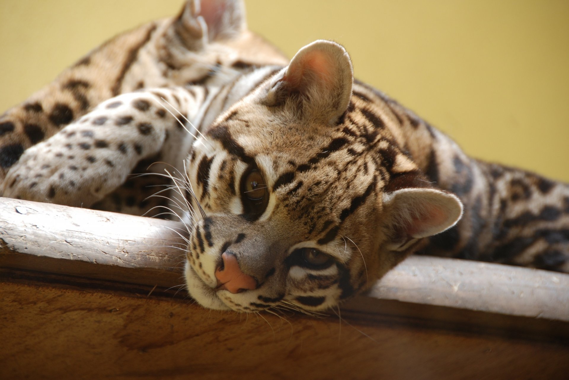 ocelot chat sauvage prédateur museau repos